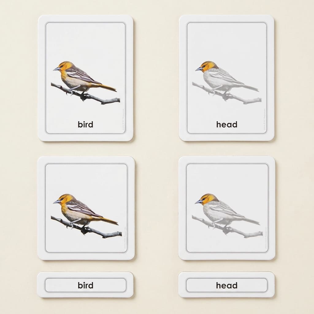 Teile eines Vogels (Vögel) - Montessori Material | Faborino