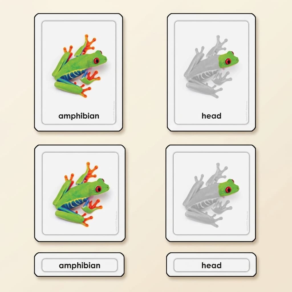 Teile eines Frosches (Amphibien) - Montessori Material | Faborino