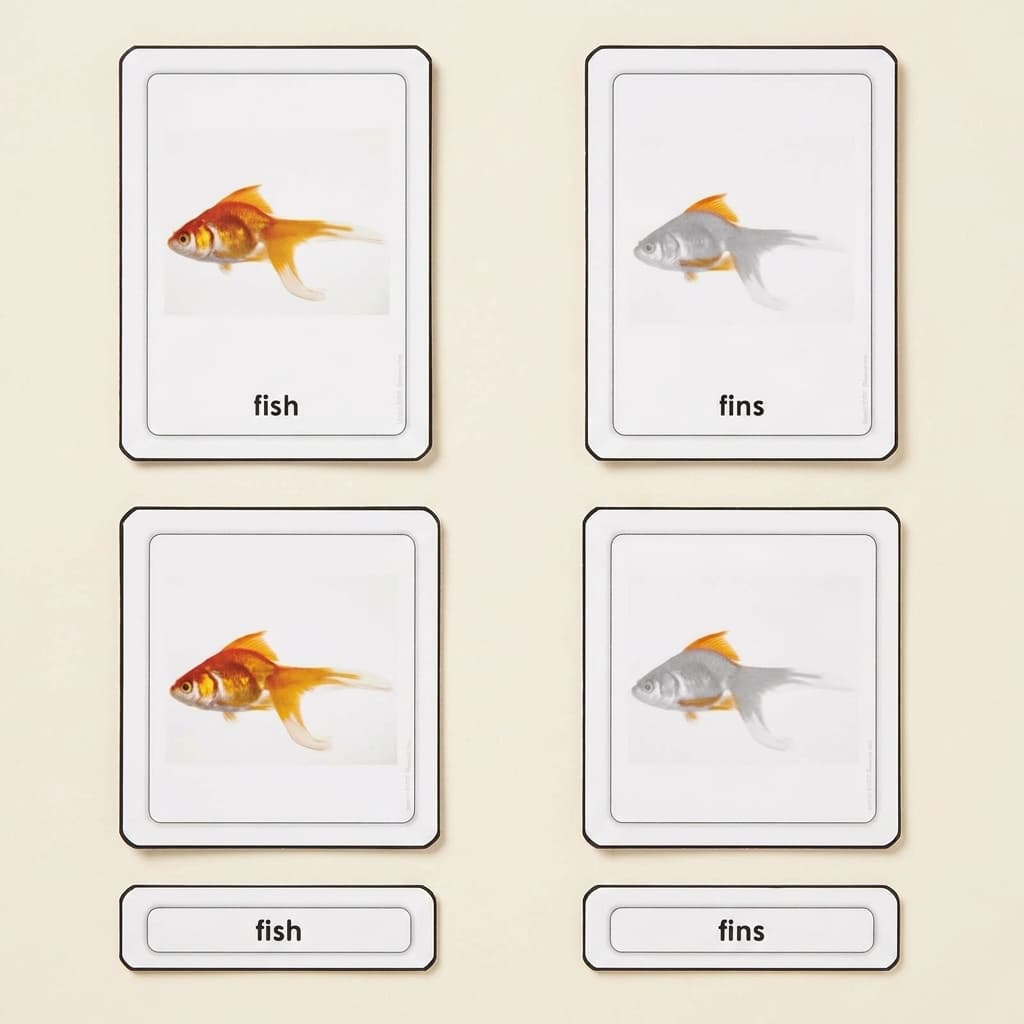 Teile eines Fisches (Knochenfische) - Montessori Material | Faborino