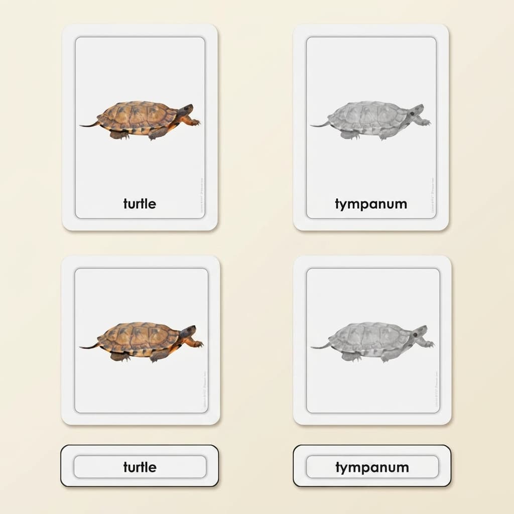 Teile einer Schildkröte (Reptilien) - Montessori Material | Faborino