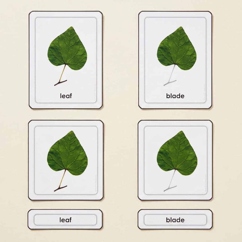 Teile eines Blattes - Montessori Material | Faborino