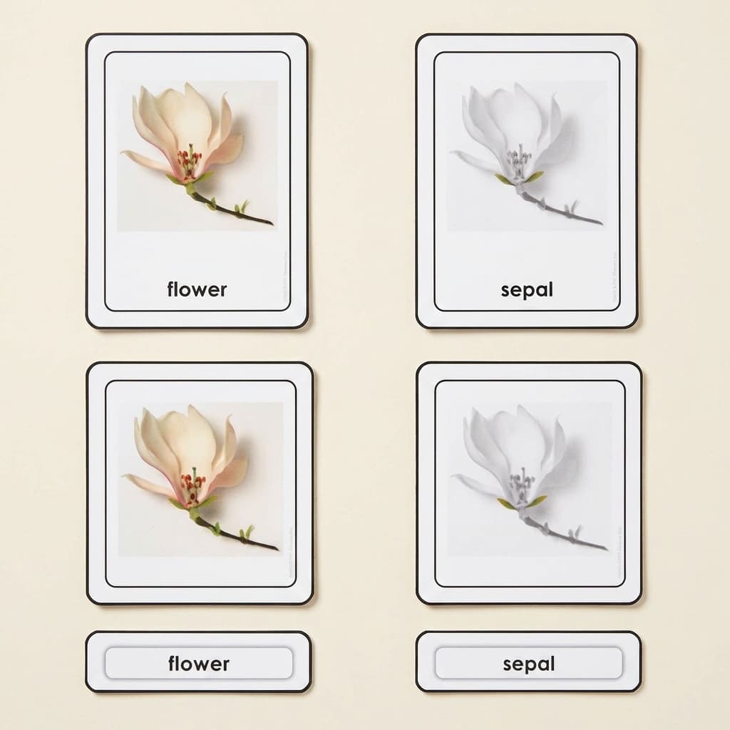 Teile einer Blüte - Montessori Material | Faborino