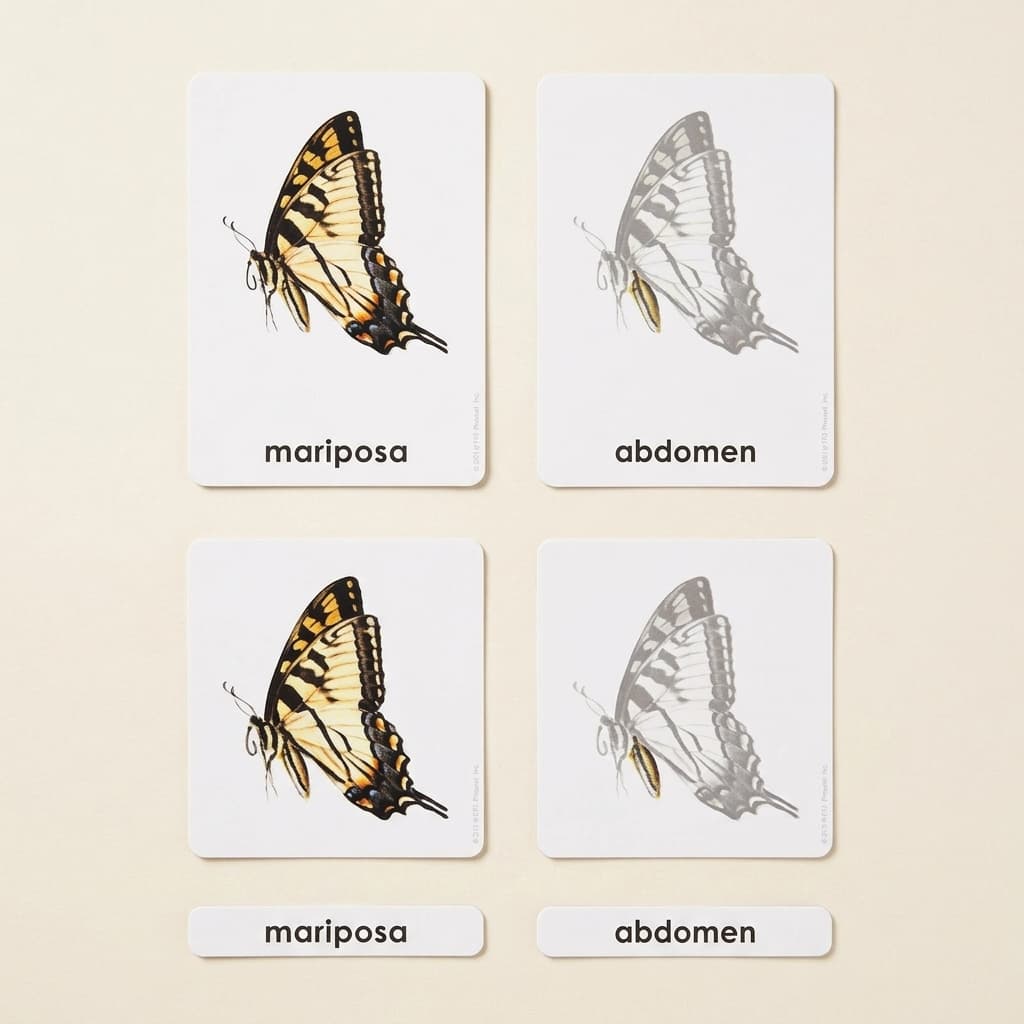 Teile eines Schmetterlings (Spanisch) - Montessori Material | Faborino