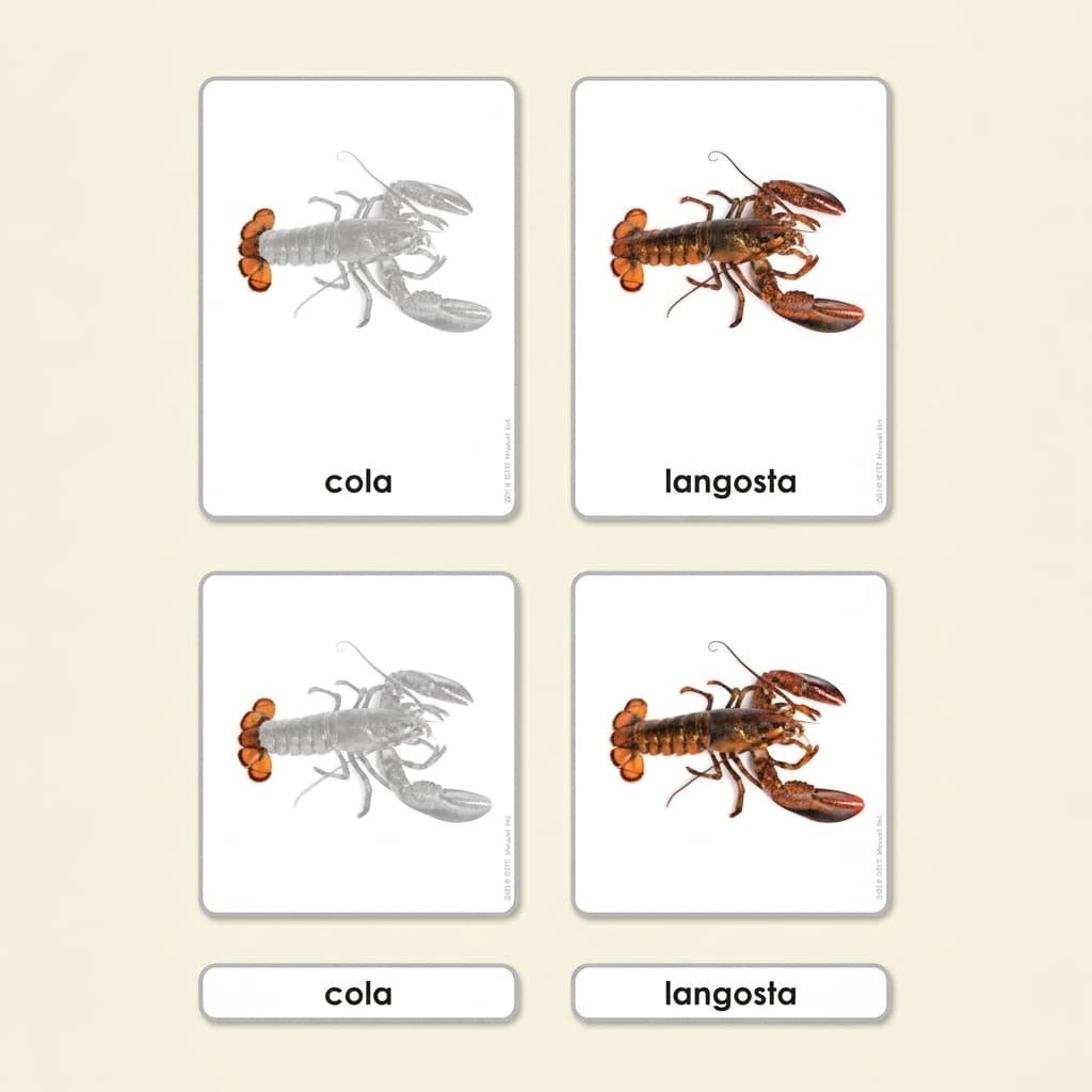Teile eines Krebstiers: Zoologiekarten (Spanisch) - Montessori Material | Faborino