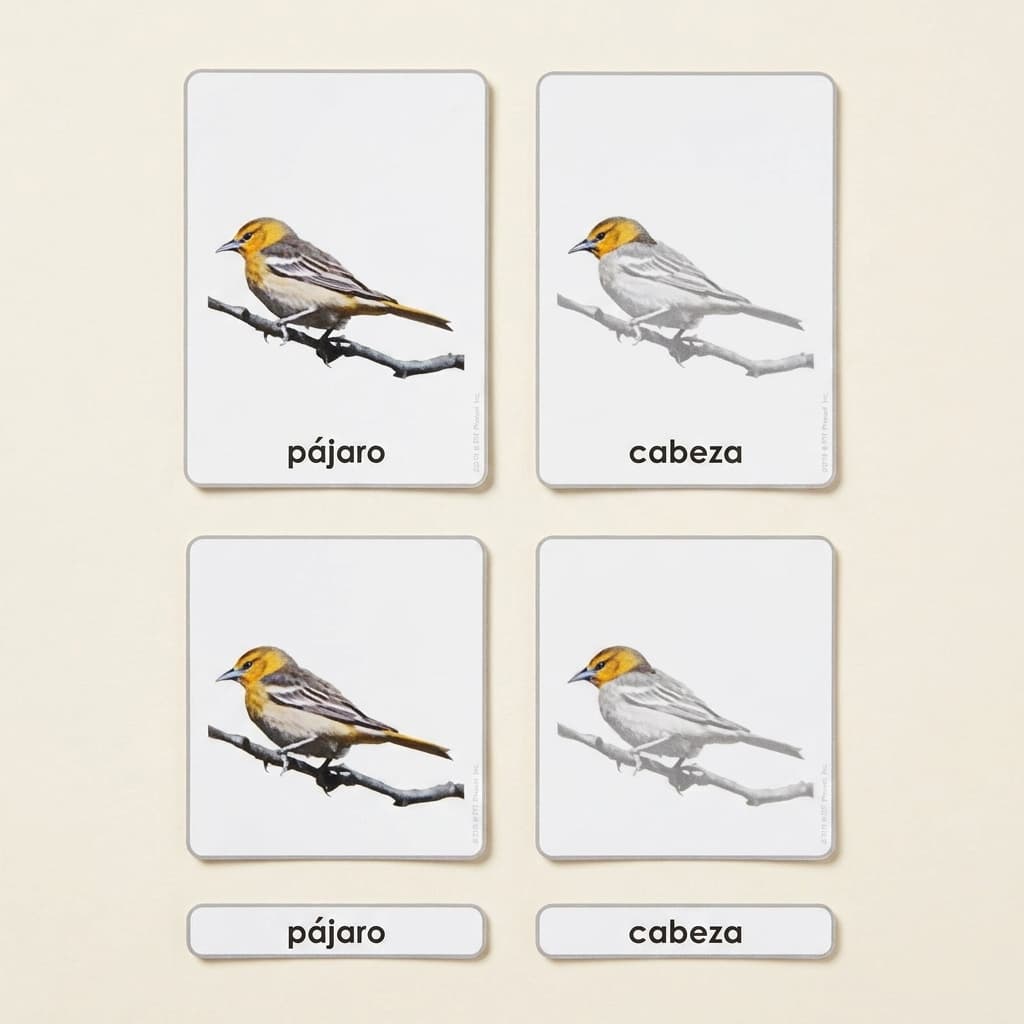 Teile des Vogels: Zoologiekarten (Spanisch) - Montessori Material | Faborino
