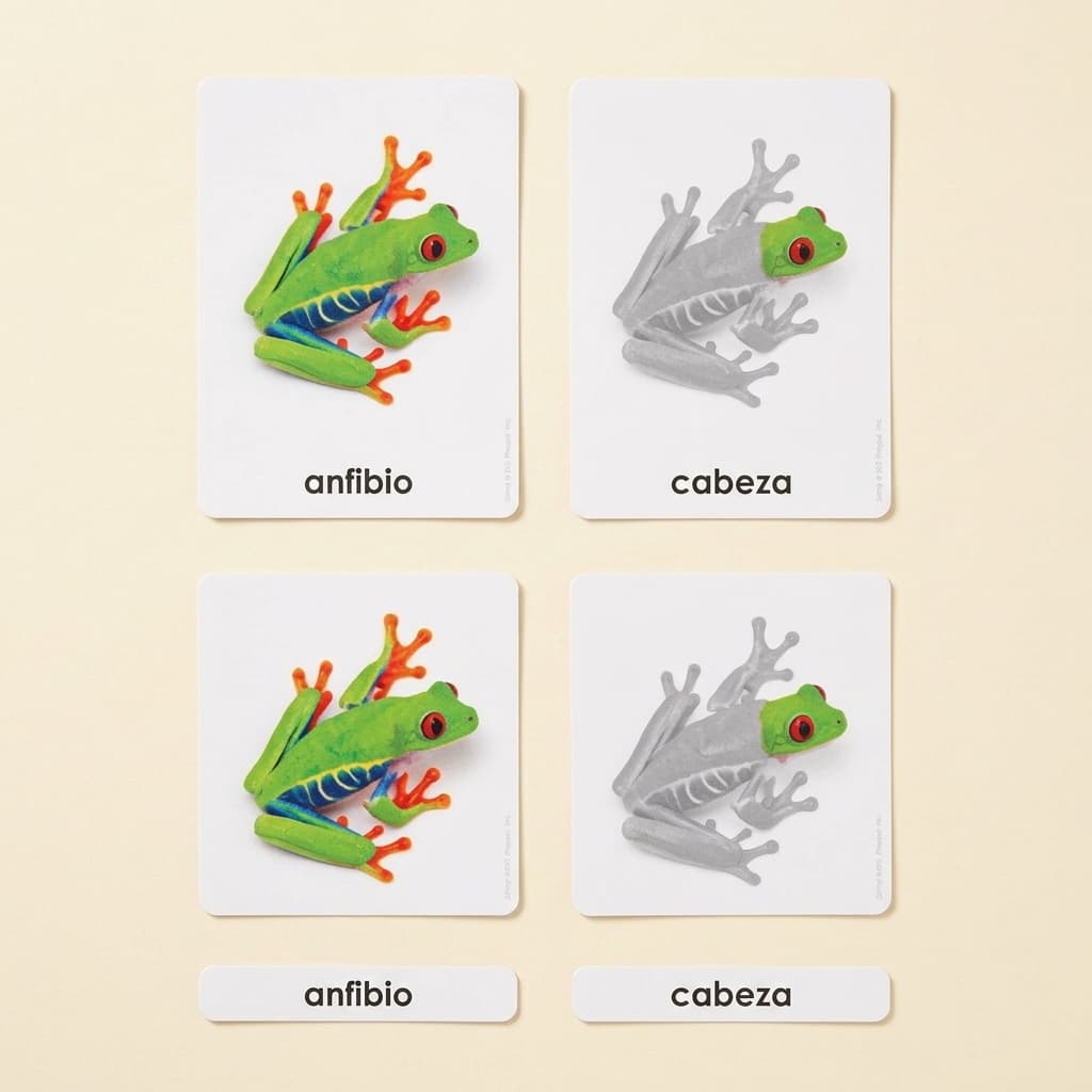 Teile der Amphibie (Spanisch) - Montessori Material | Faborino