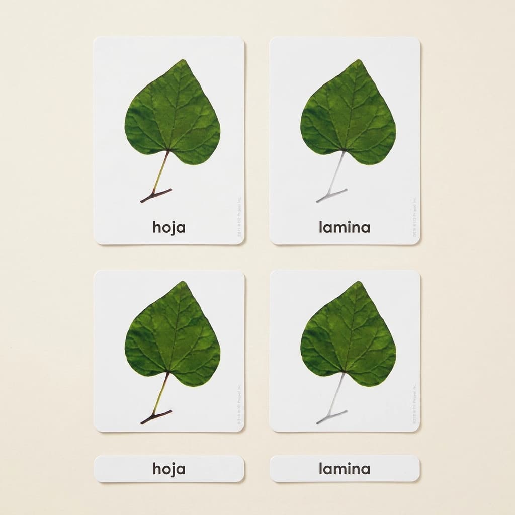 Teile eines Blattes (Spanisch) - Montessori Material | Faborino