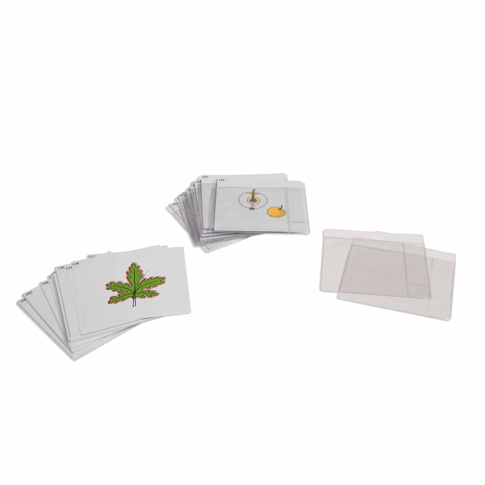 Botany Cards Set 3 — Advanced Plant Studies & Classification — View 1