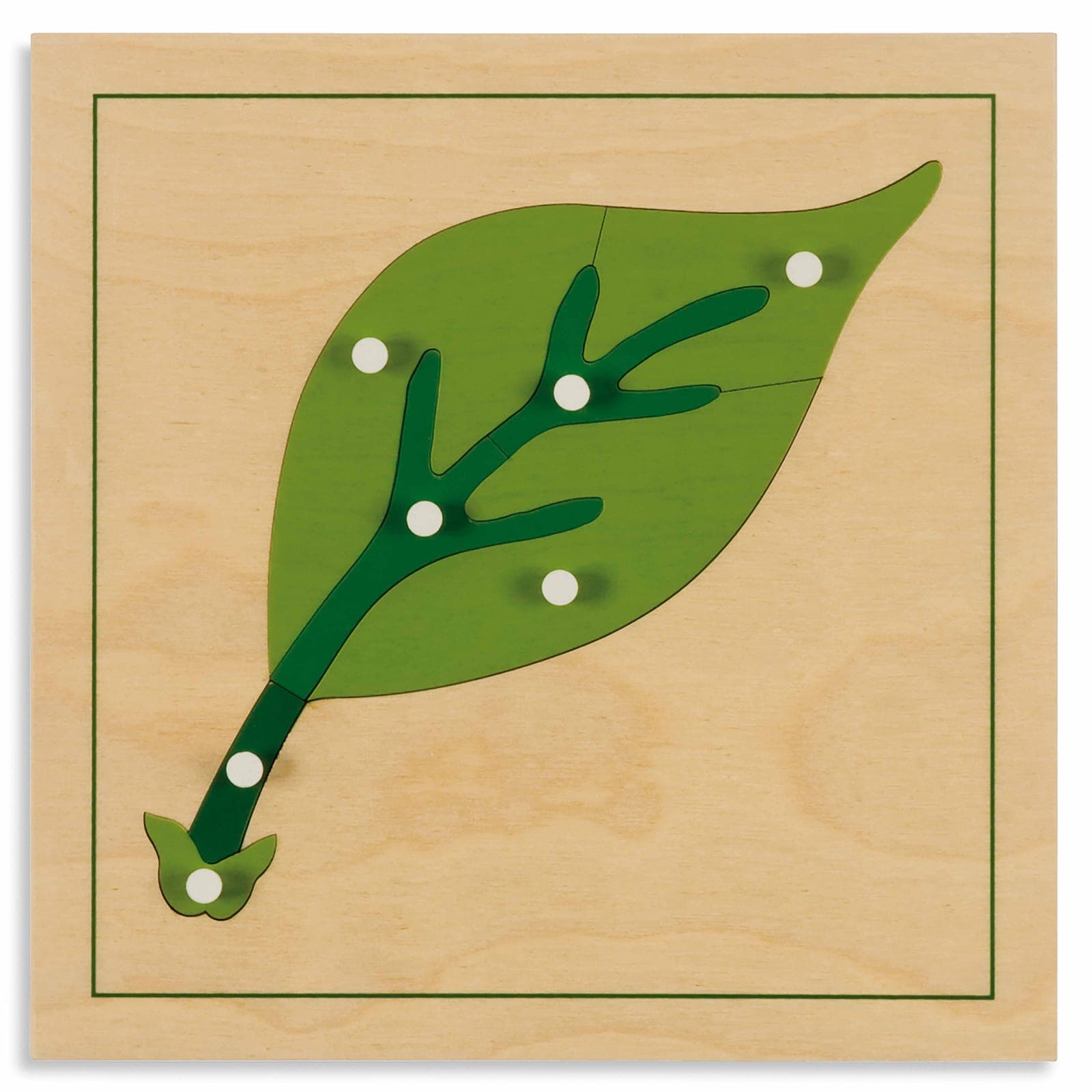 Botany Puzzle: Leaf — View 1