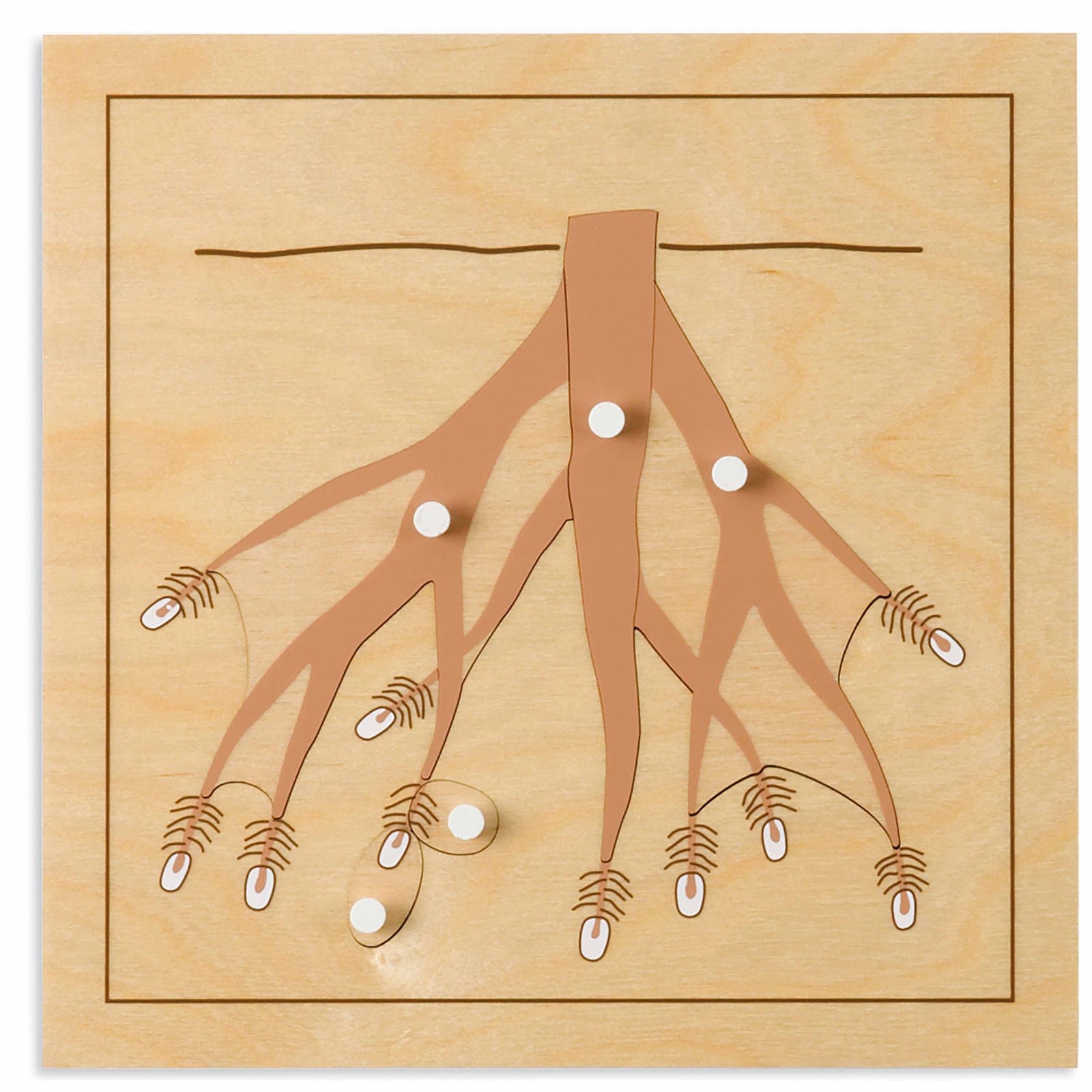 Botany Puzzle: Root — View 1