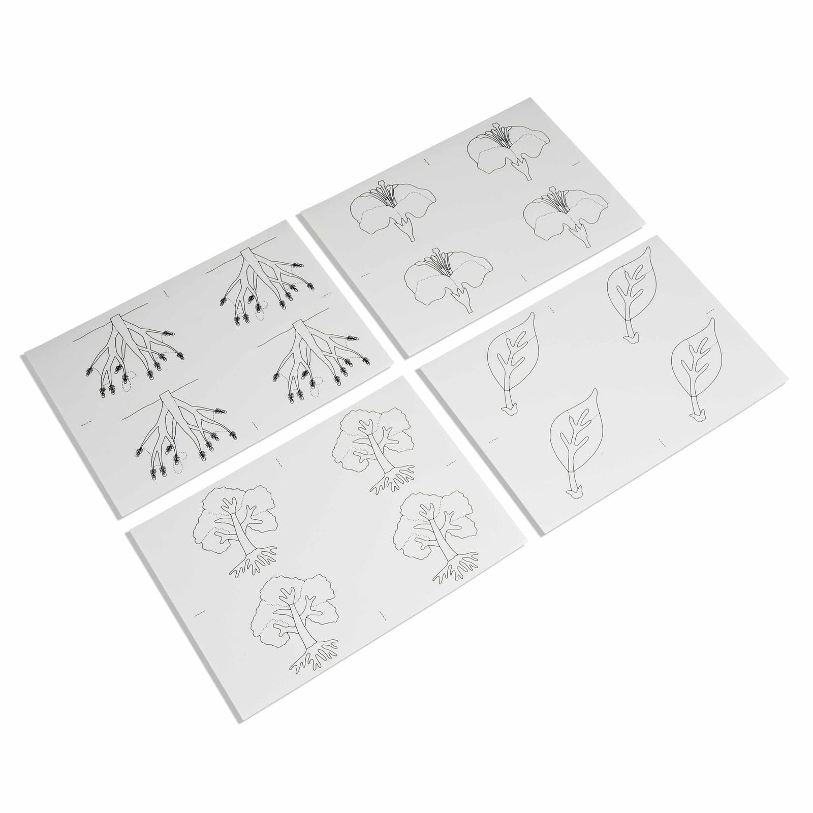 Botany Puzzle: Copy Masters — View 1