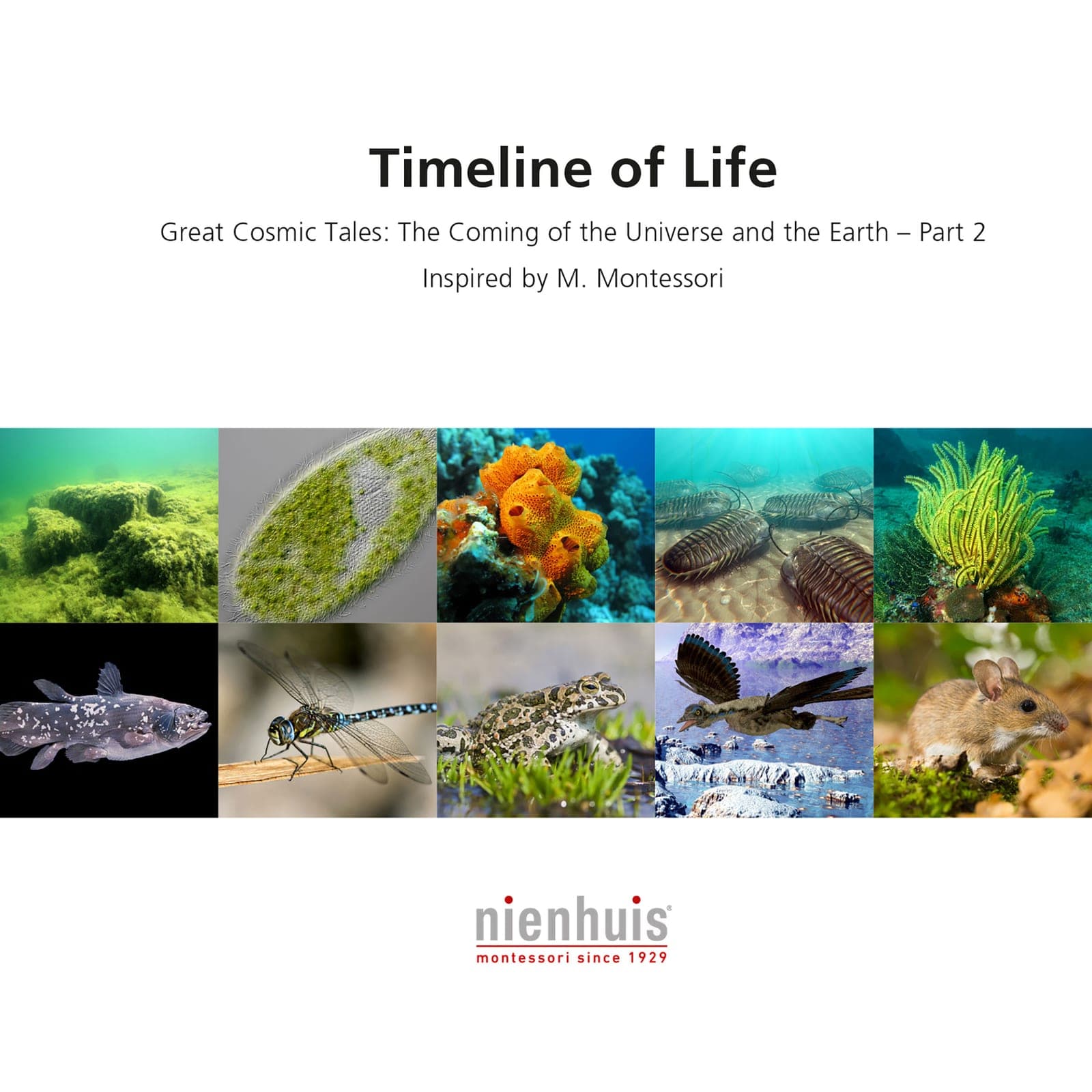 Timeline Of Life — View 1