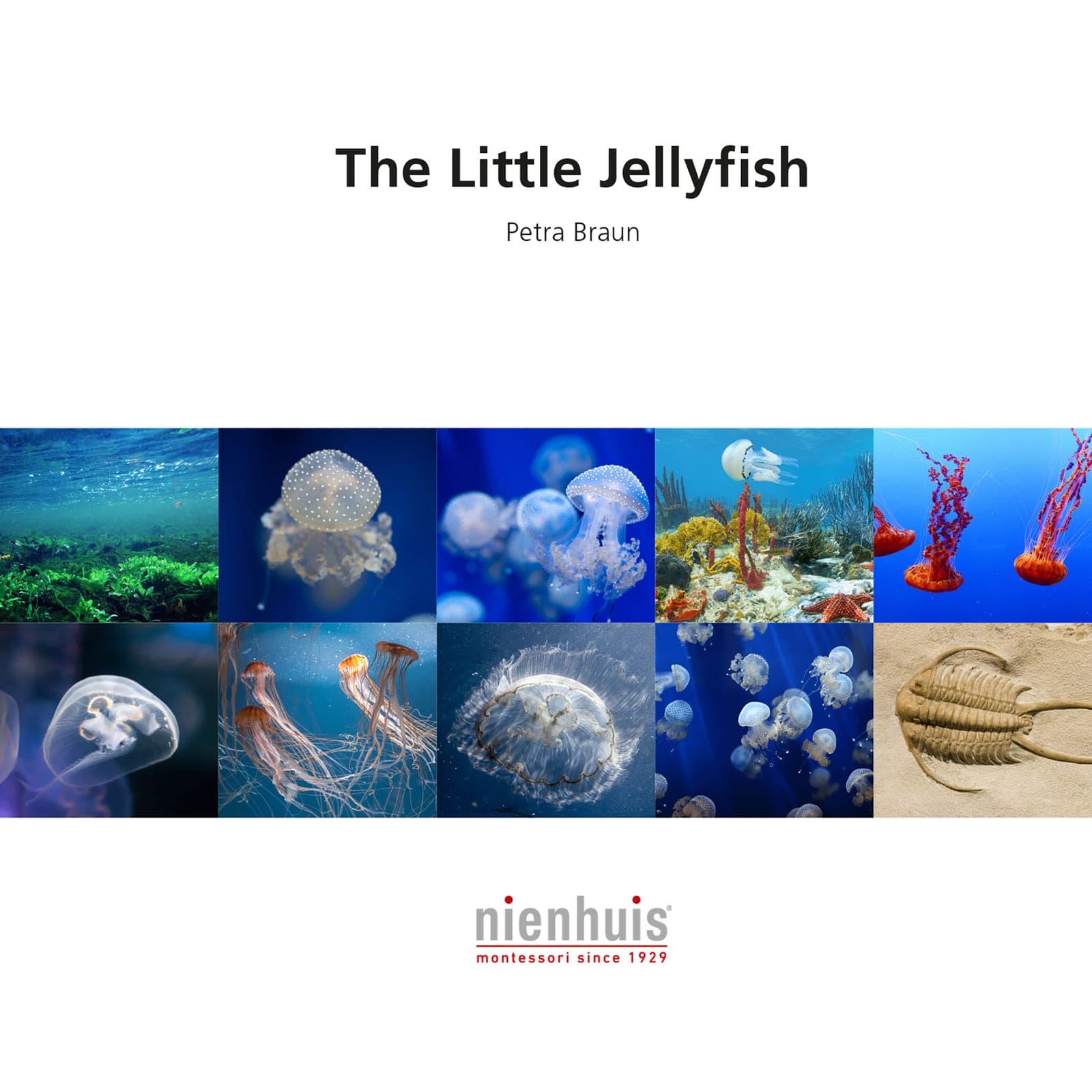 The Little Jellyfish — View 1
