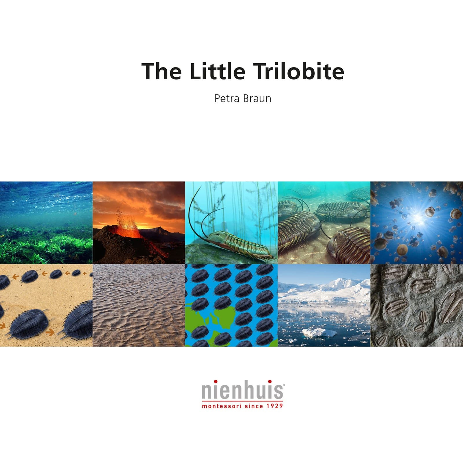 Der kleine Trilobit — Montessori Material | Faborino