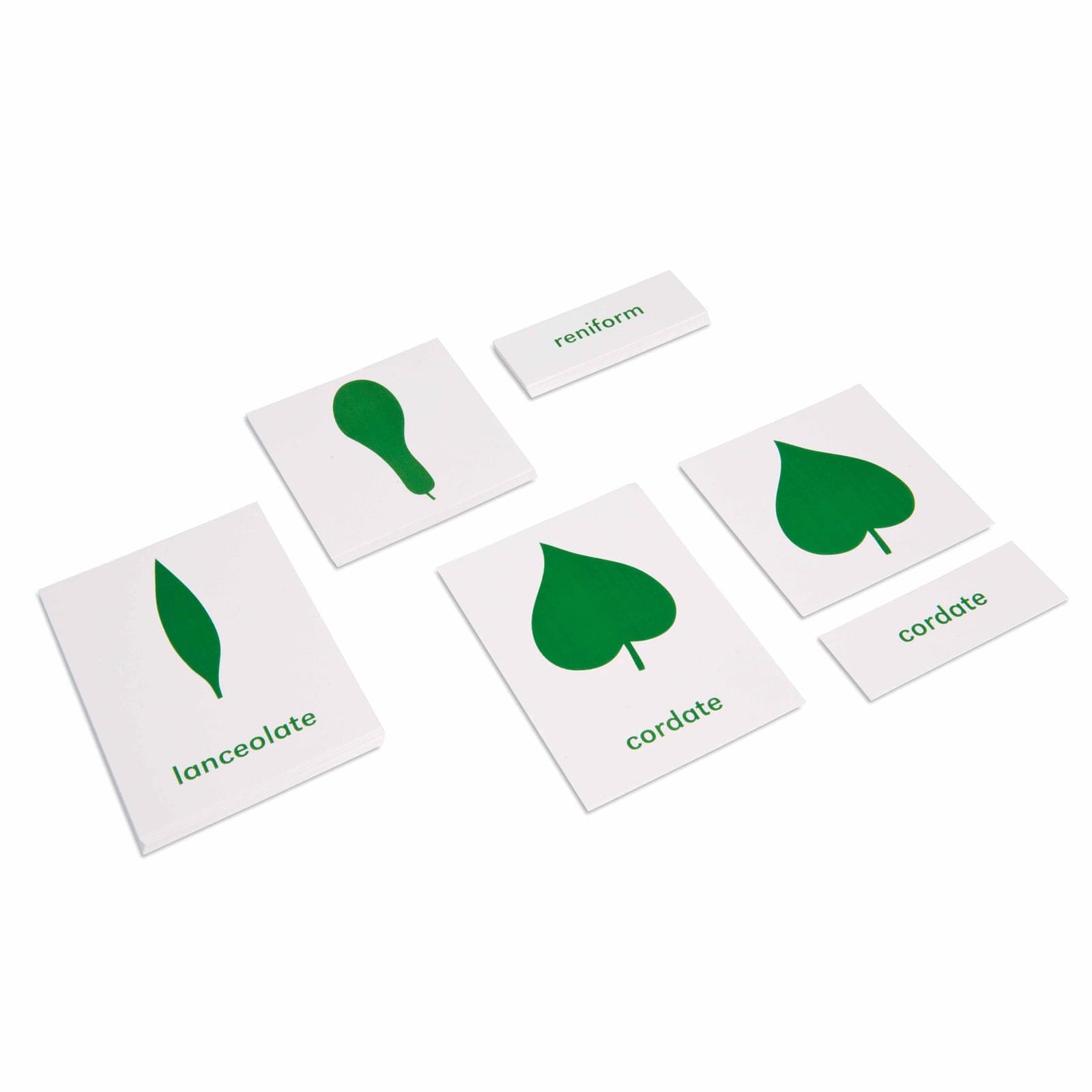 Botany Cabinet: Nomenclature Cards — View 1