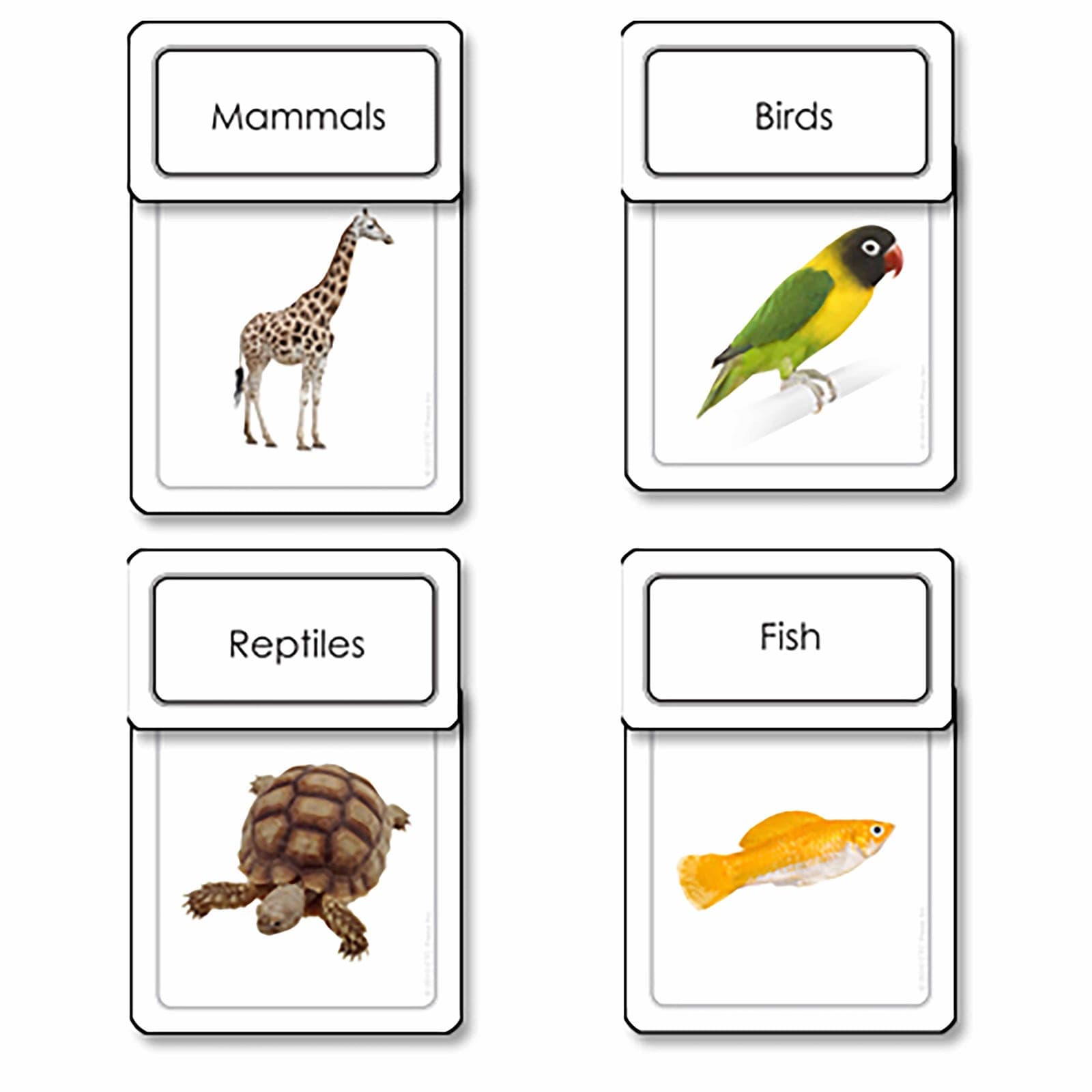 Five Classes Of Vertebrates Sorting Cards — View 1