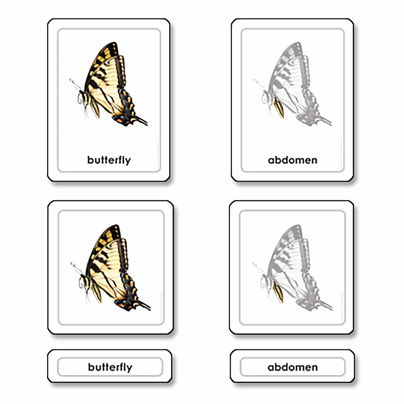 Parts Of A Butterfly (Insects) — View 1