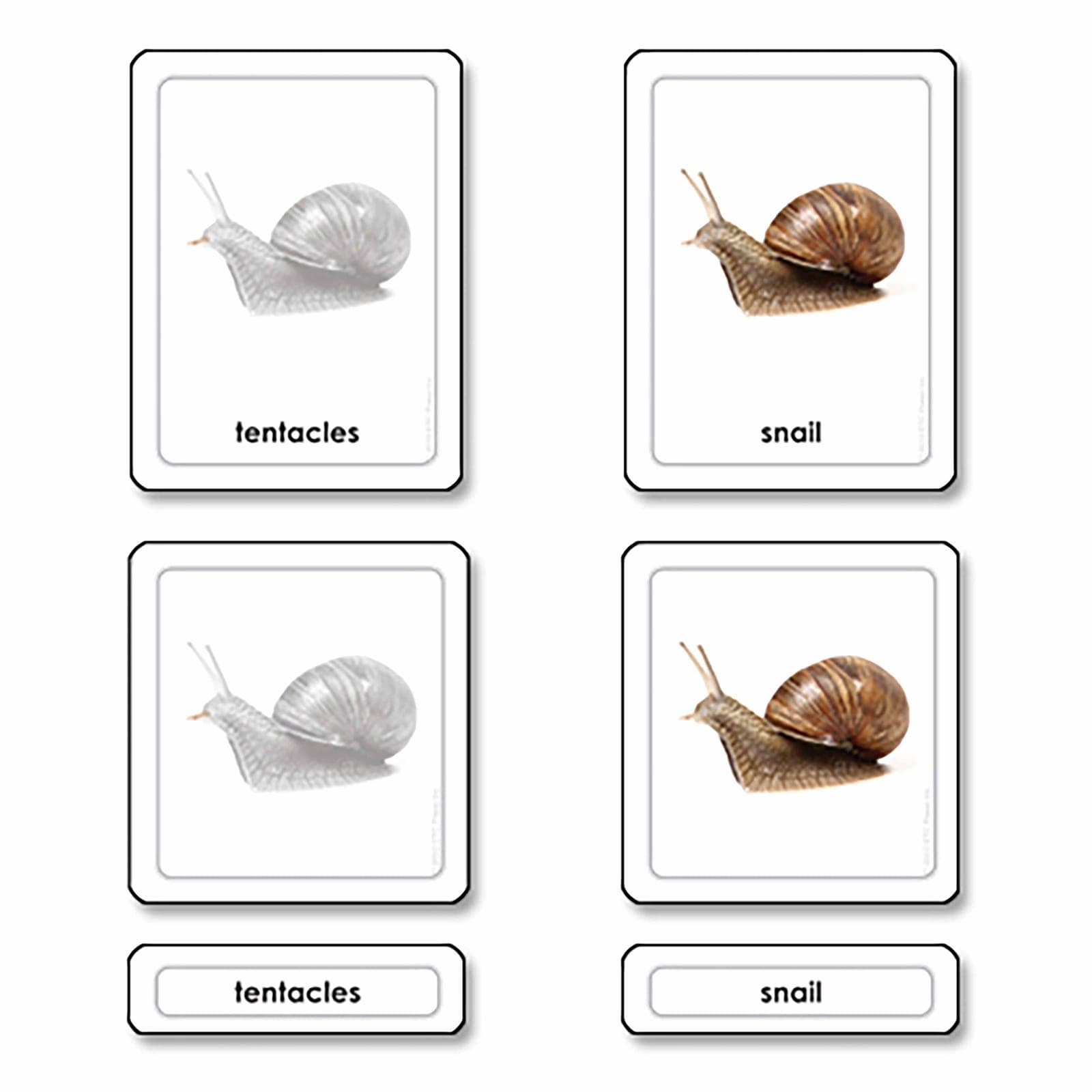 Teile einer Schnecke (Weichtiere) — Ansicht 1