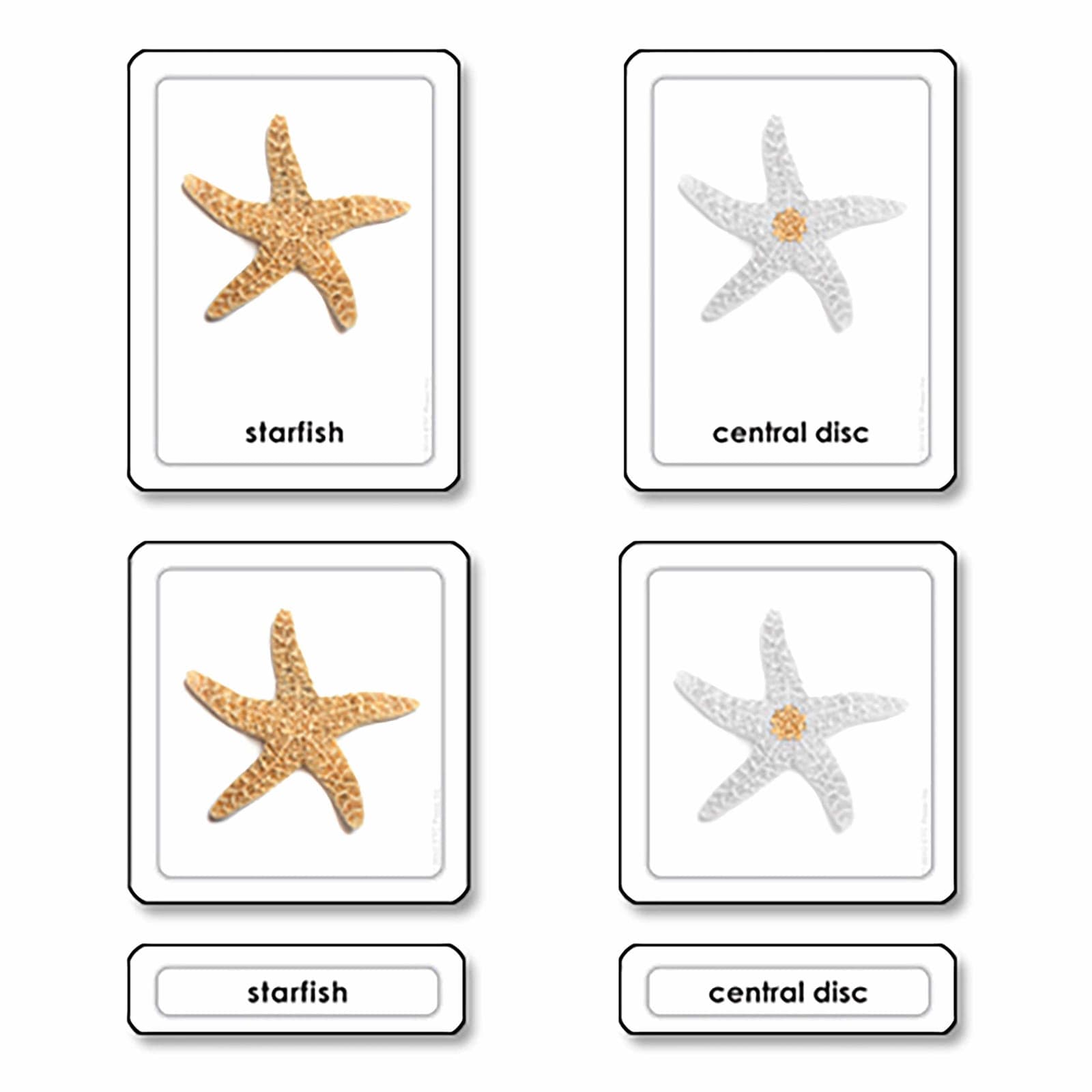 Parts Of A Starfish (Echinoderms) — View 1