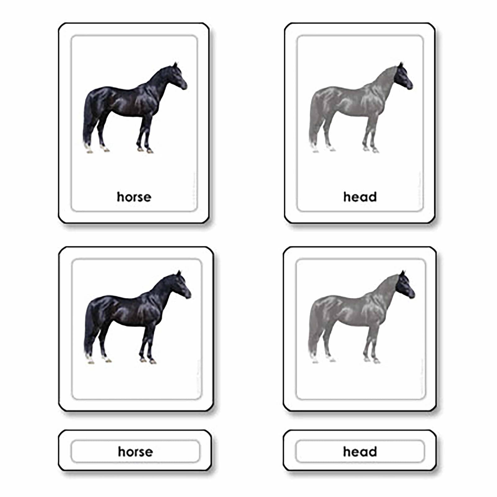 Parts Of A Horse (Mammals) — View 1