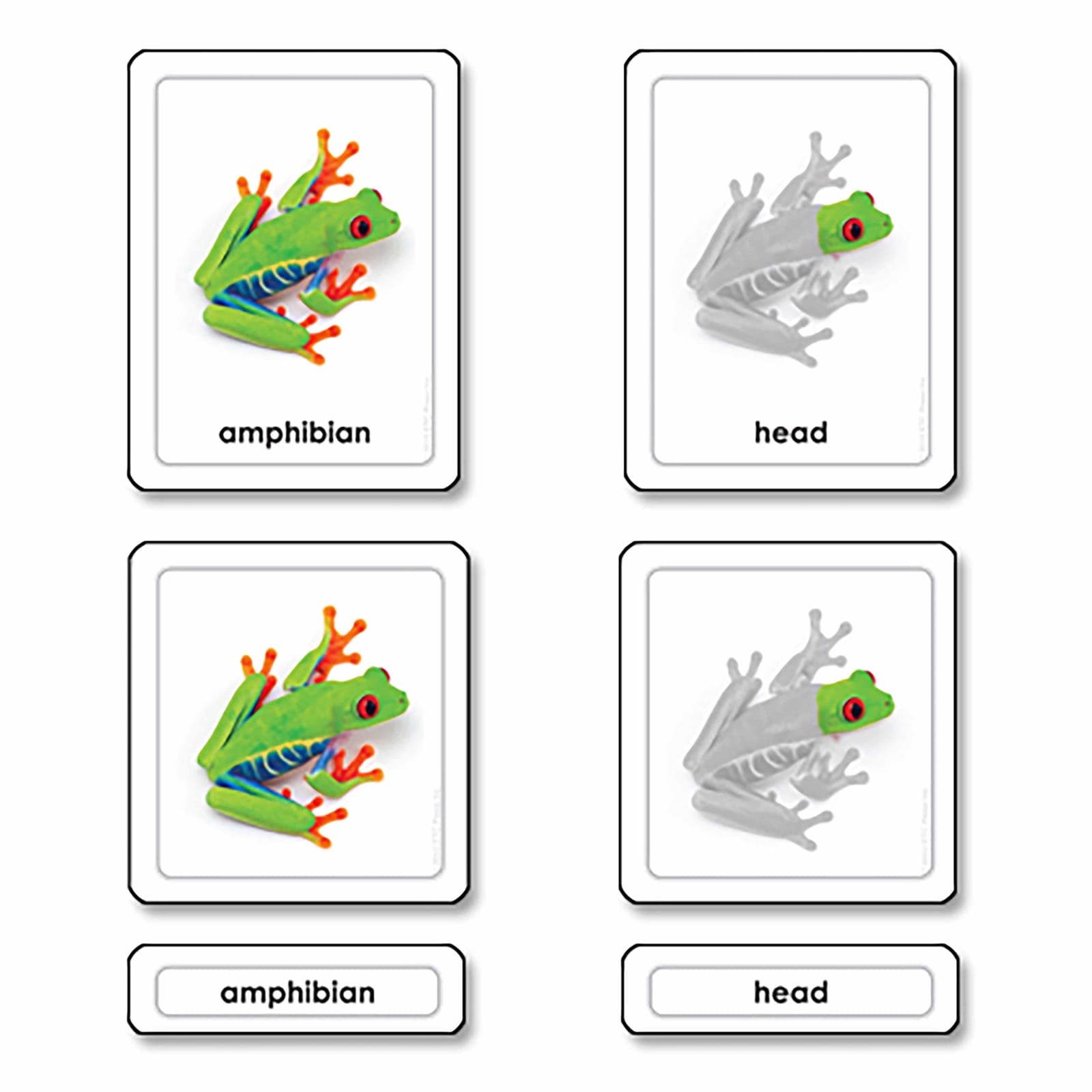 Parts Of A Frog (Amphibians) — View 1