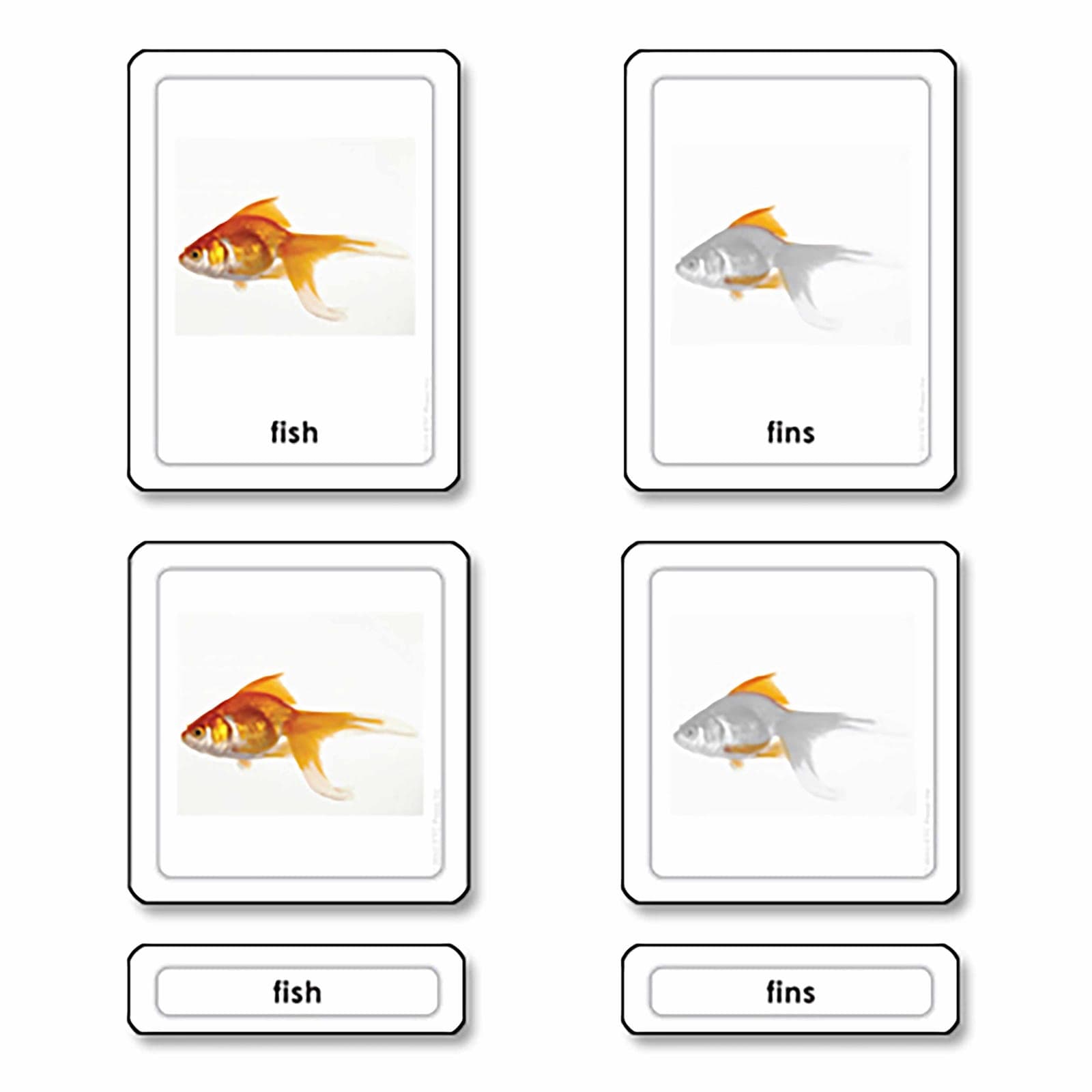 Parts Of A Fish (Osteichthyes) — View 1