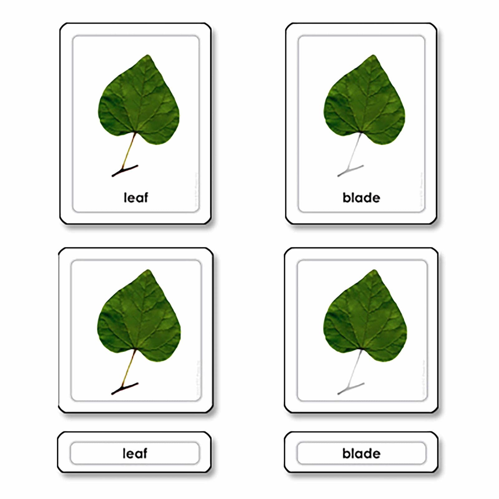 Parts Of A Leaf — View 1