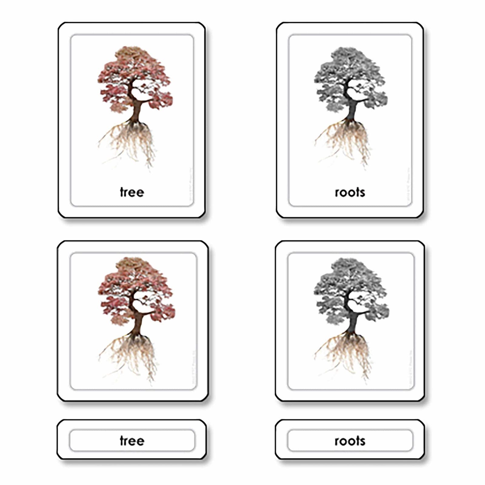 Parts Of A Tree — View 1