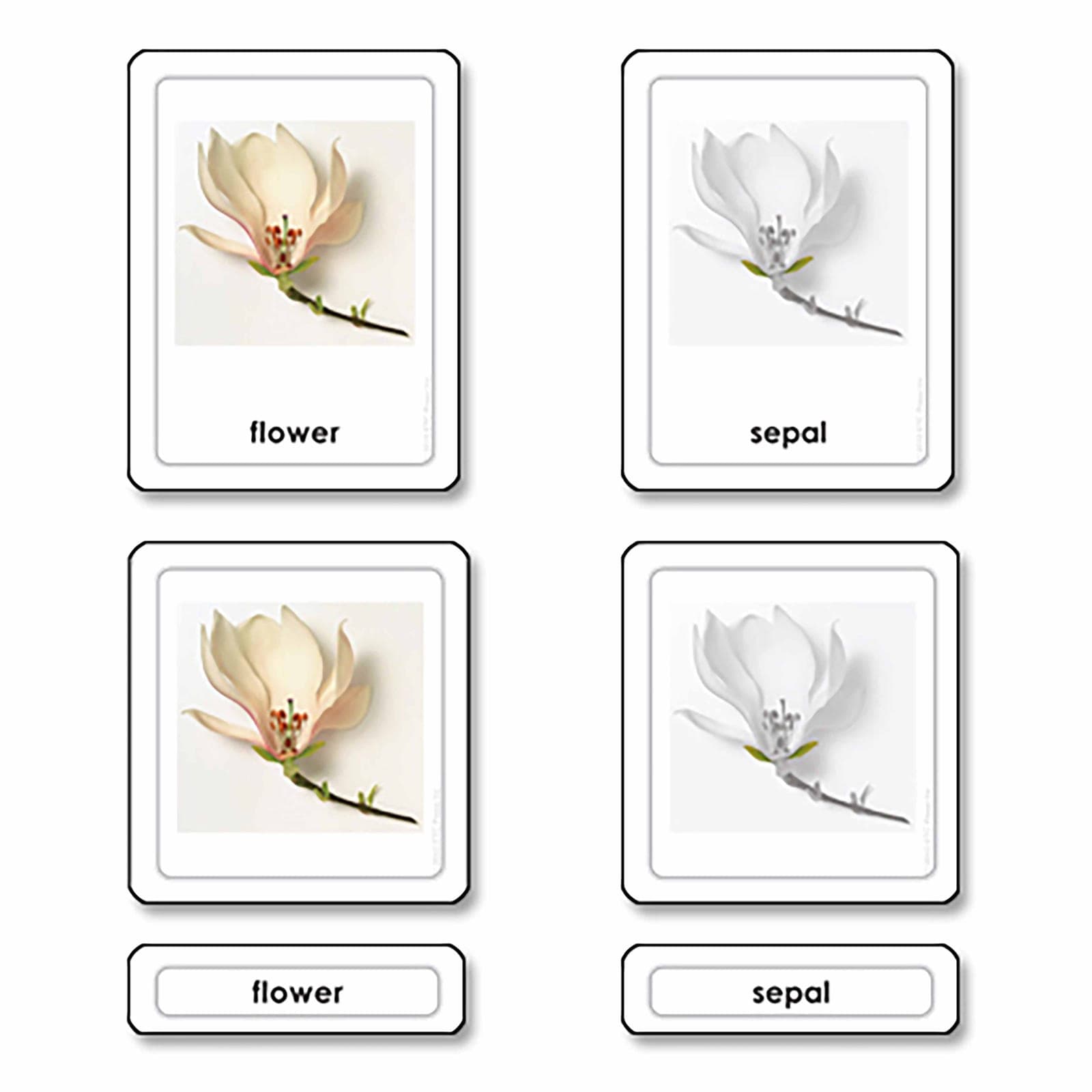 Parts Of A Flower — View 1
