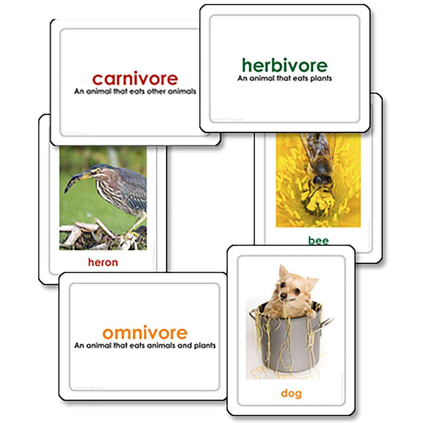Carnivores, Herbivores & Omnivores — View 1