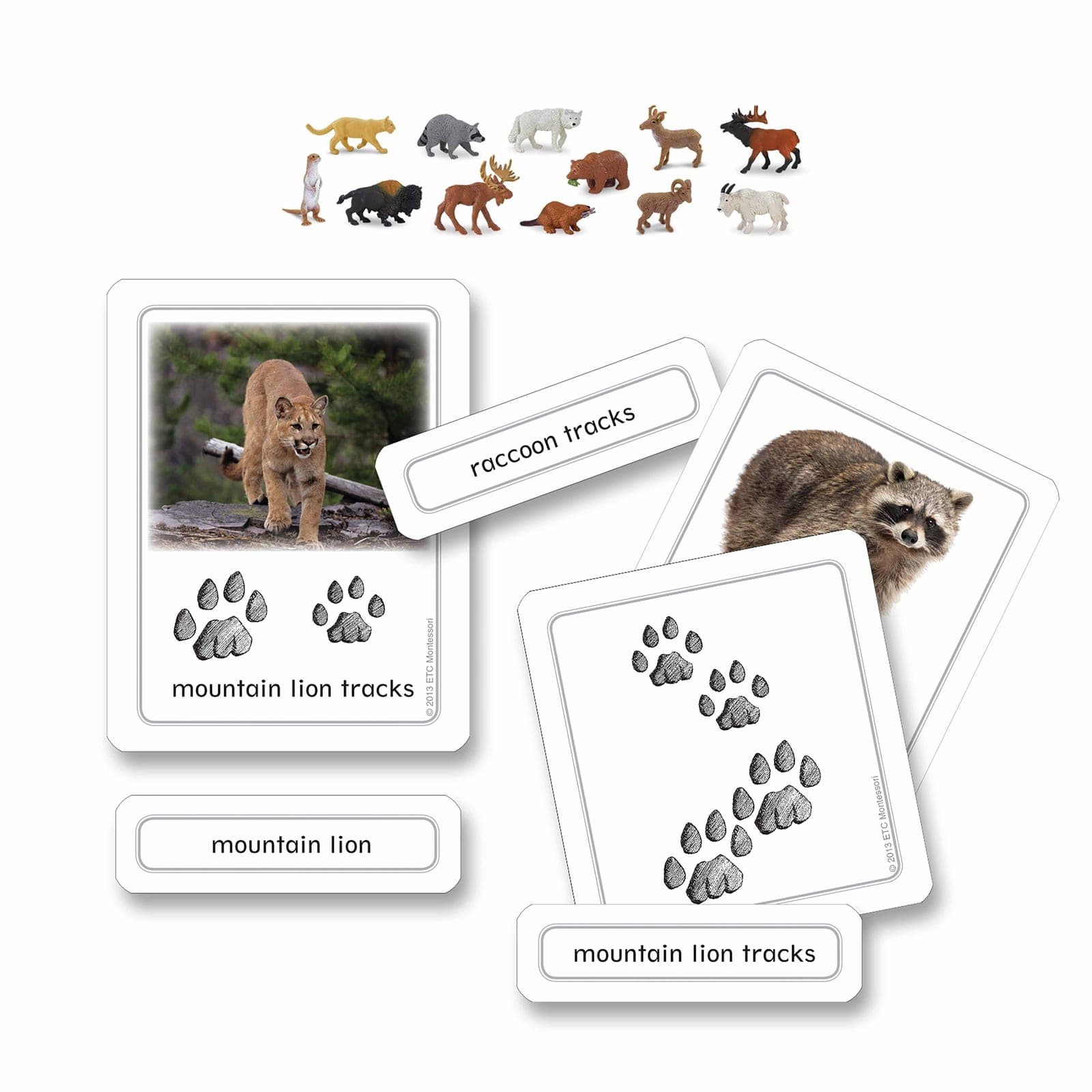 North American Animal Tracks With Objects — View 1