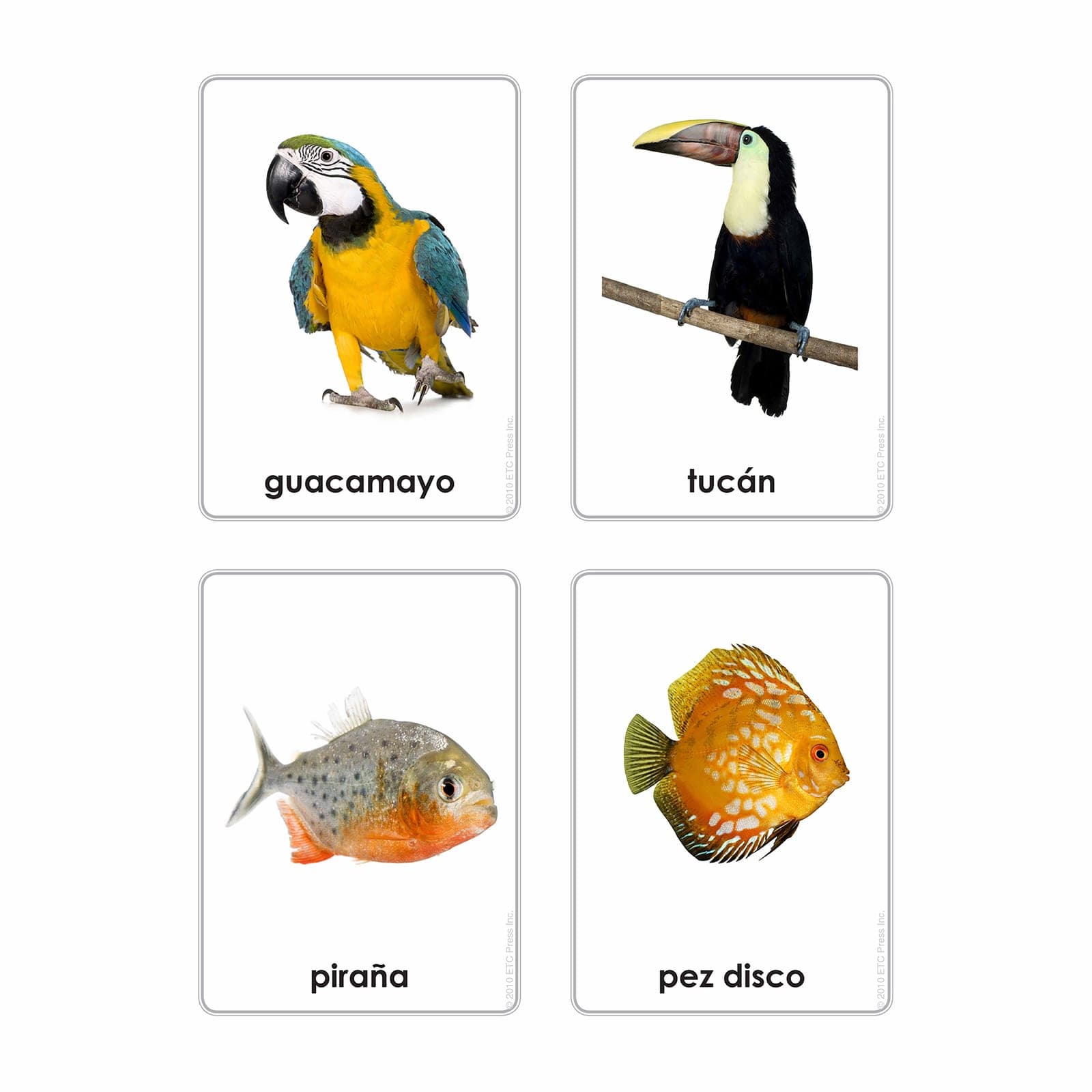 Animals Of The Seven Continents — View 1