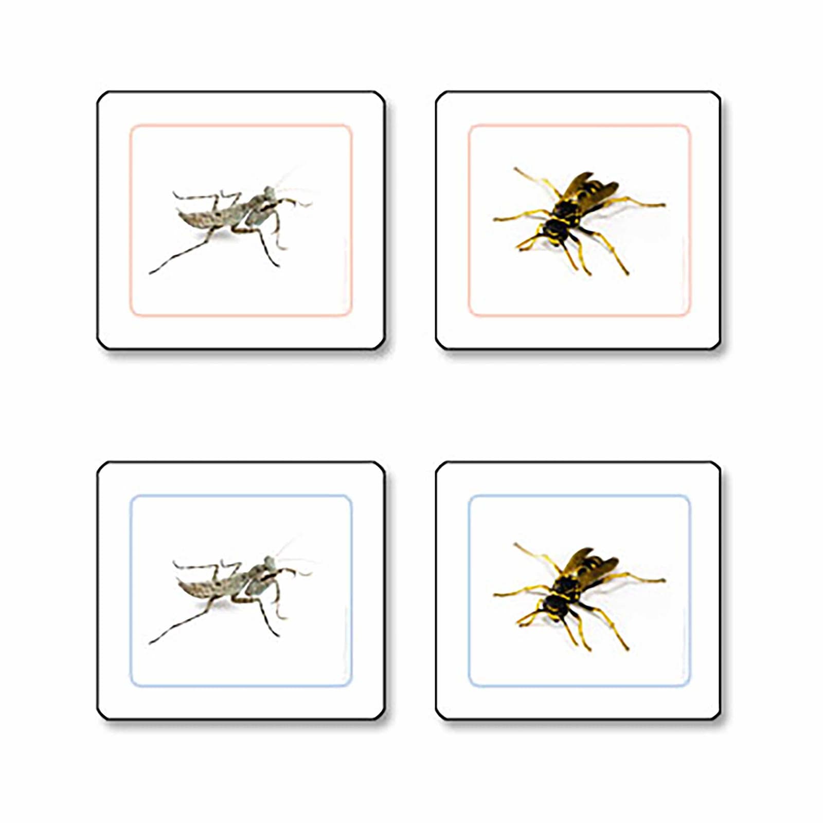 Insectos Trabajo De Emparejar — Montessori Material | Faborino
