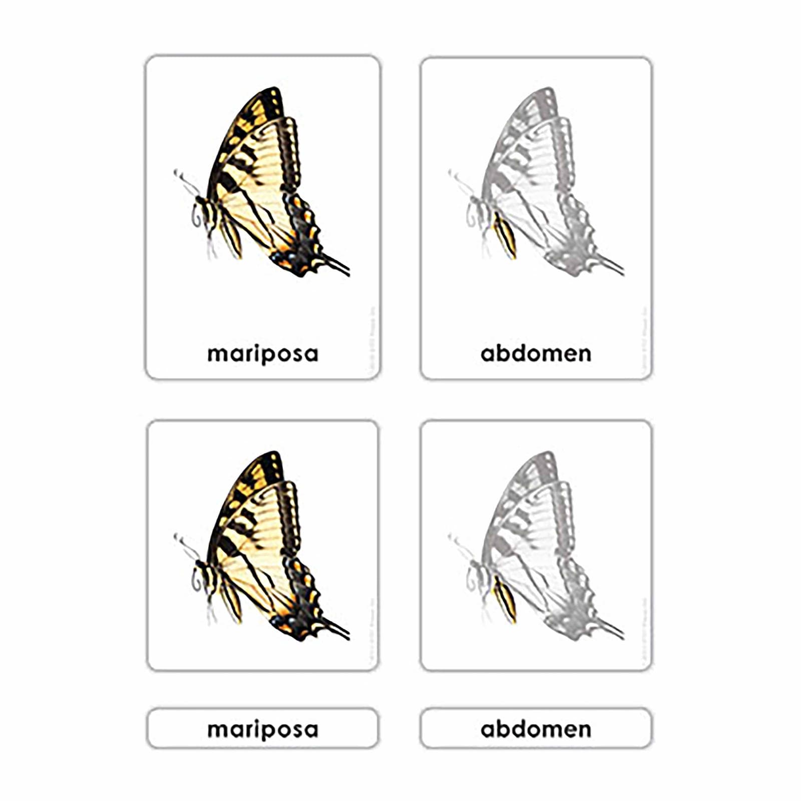 Partes De La Mariposa — Montessori Material | Faborino