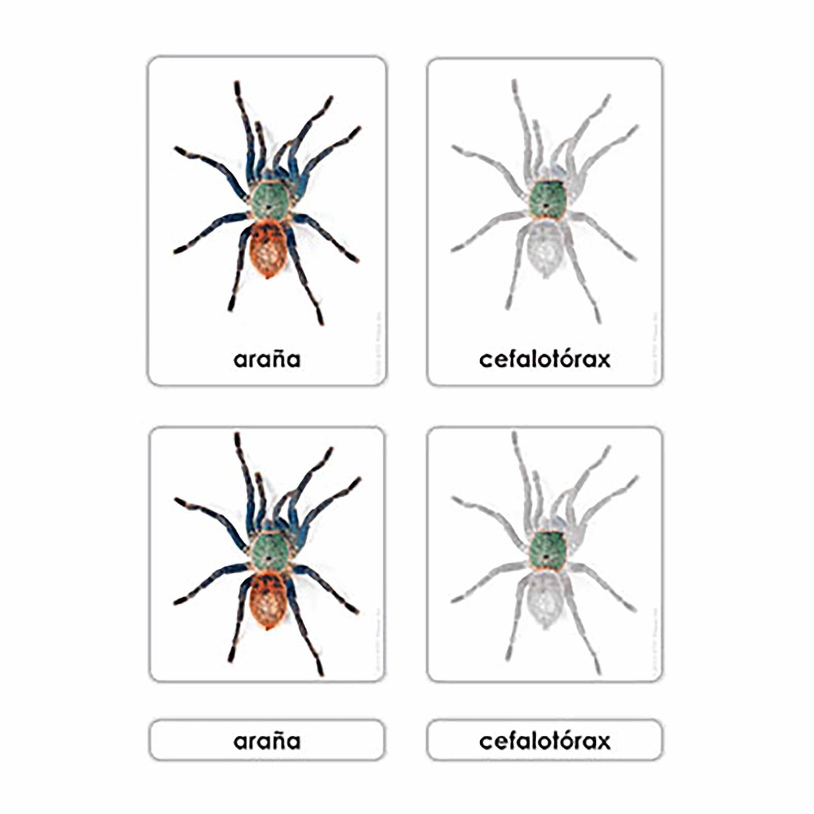 Parts of the Spider — Zoology Cards — Montessori Material | Faborino