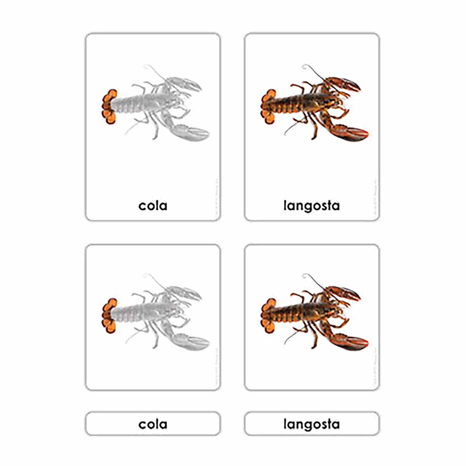 Parts of the Crustacean — Zoology Cards — Montessori Material | Faborino