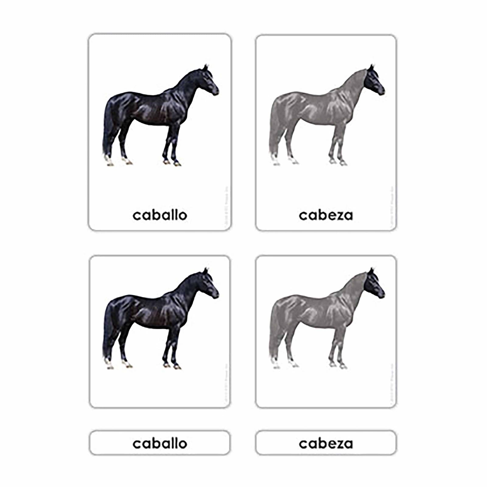 Partes Del Caballo — Montessori Material | Faborino