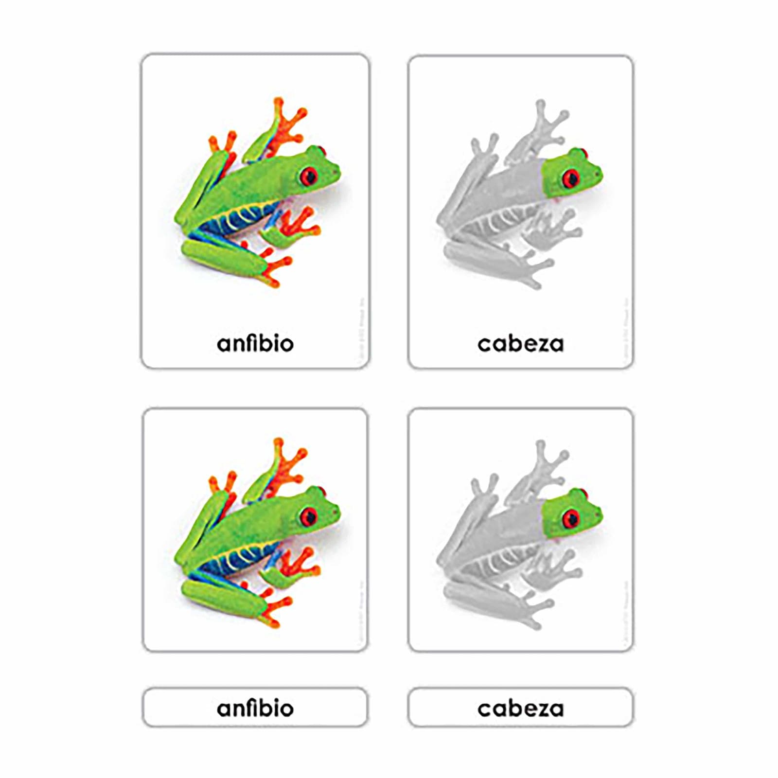 Partes Del Anfibio — Montessori Material | Faborino