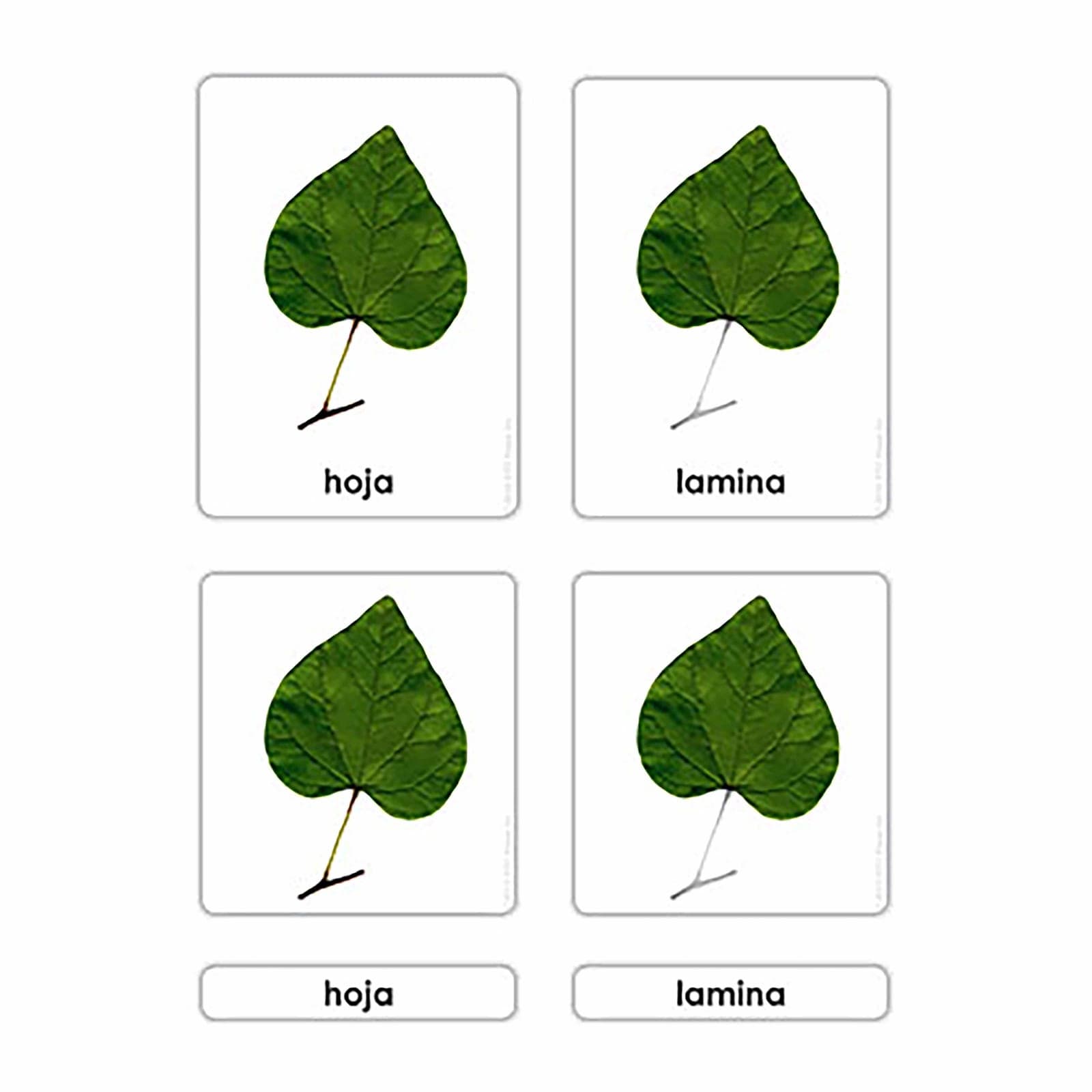 Partes De La Hoja — Montessori Material | Faborino