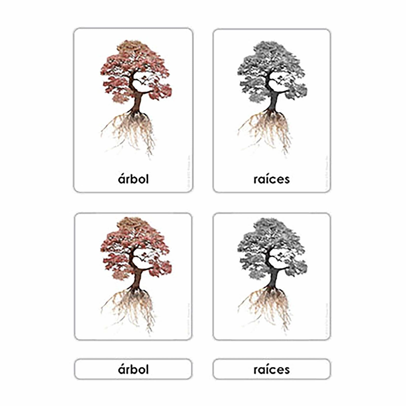 Parts of the Tree — Botany Cards — Montessori Material | Faborino