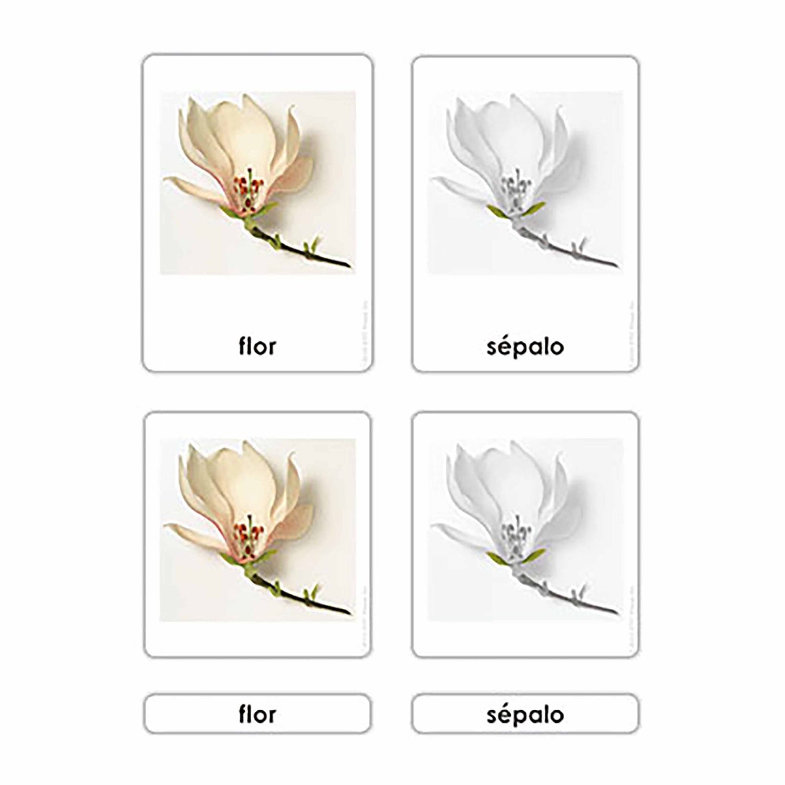 Parts of the Flower — Botany Cards (Spanish Edition) — Montessori Material | Faborino