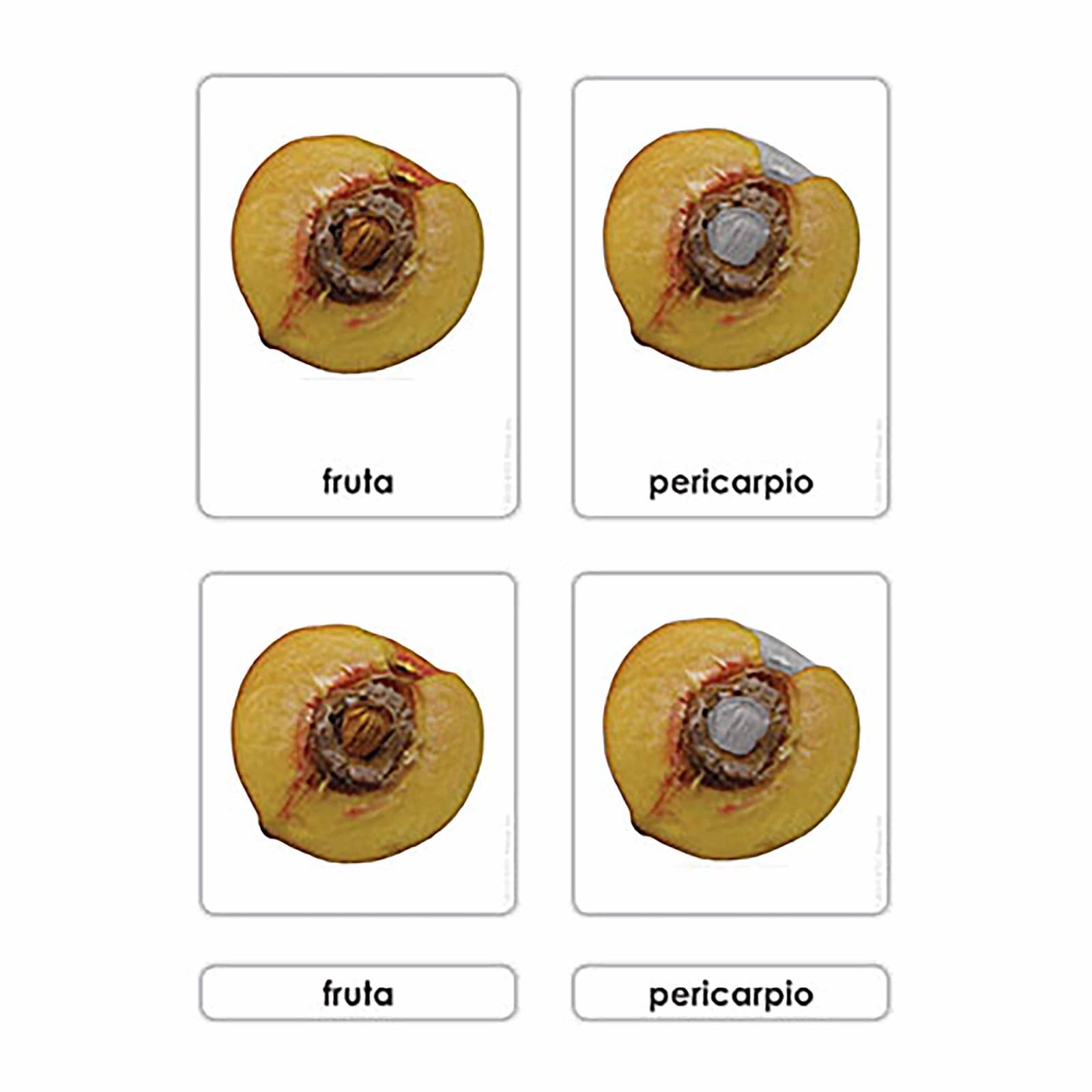 Partes De La Fruta — Montessori Material | Faborino