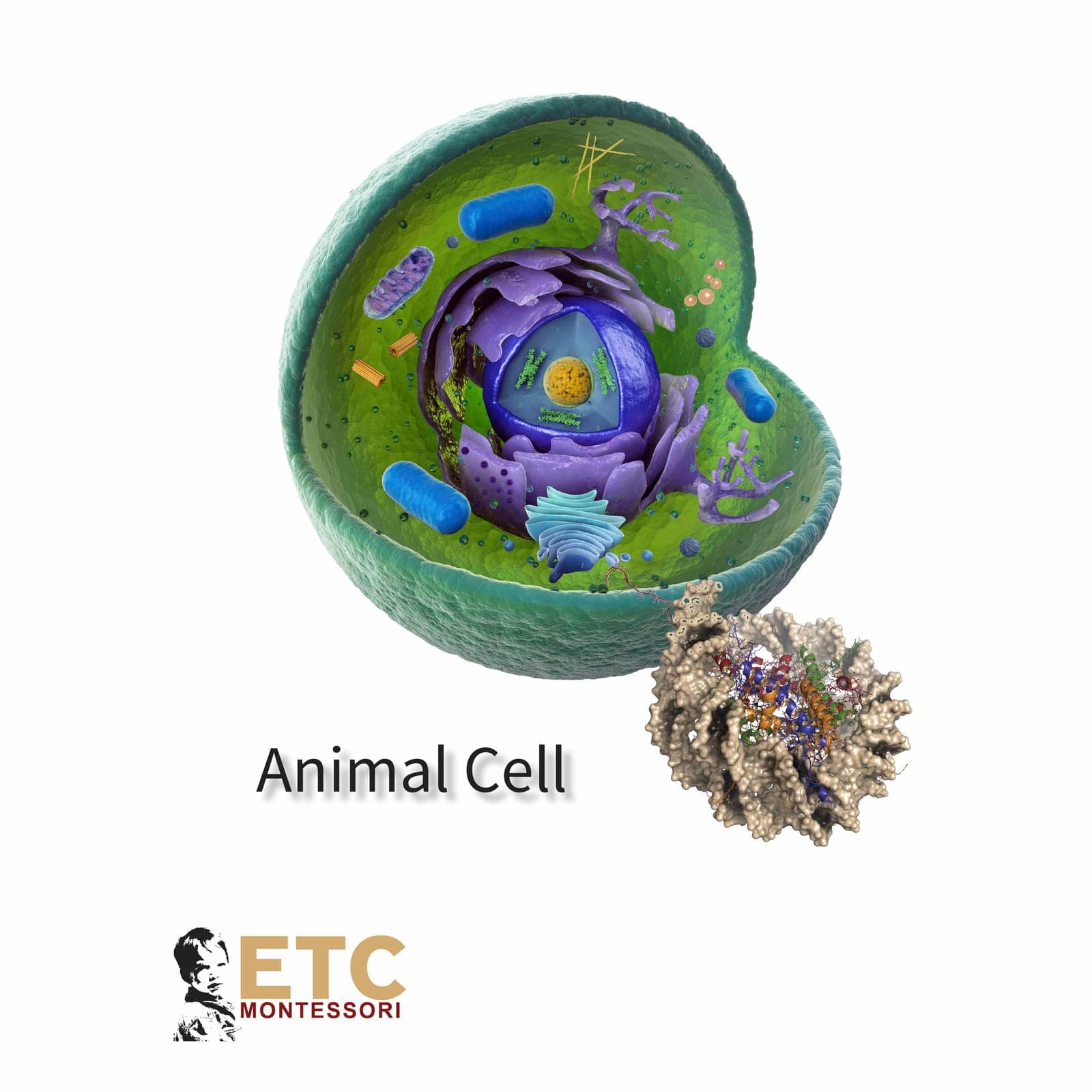 Animal Cell Model — Elementary Biology — Montessori Material | Faborino