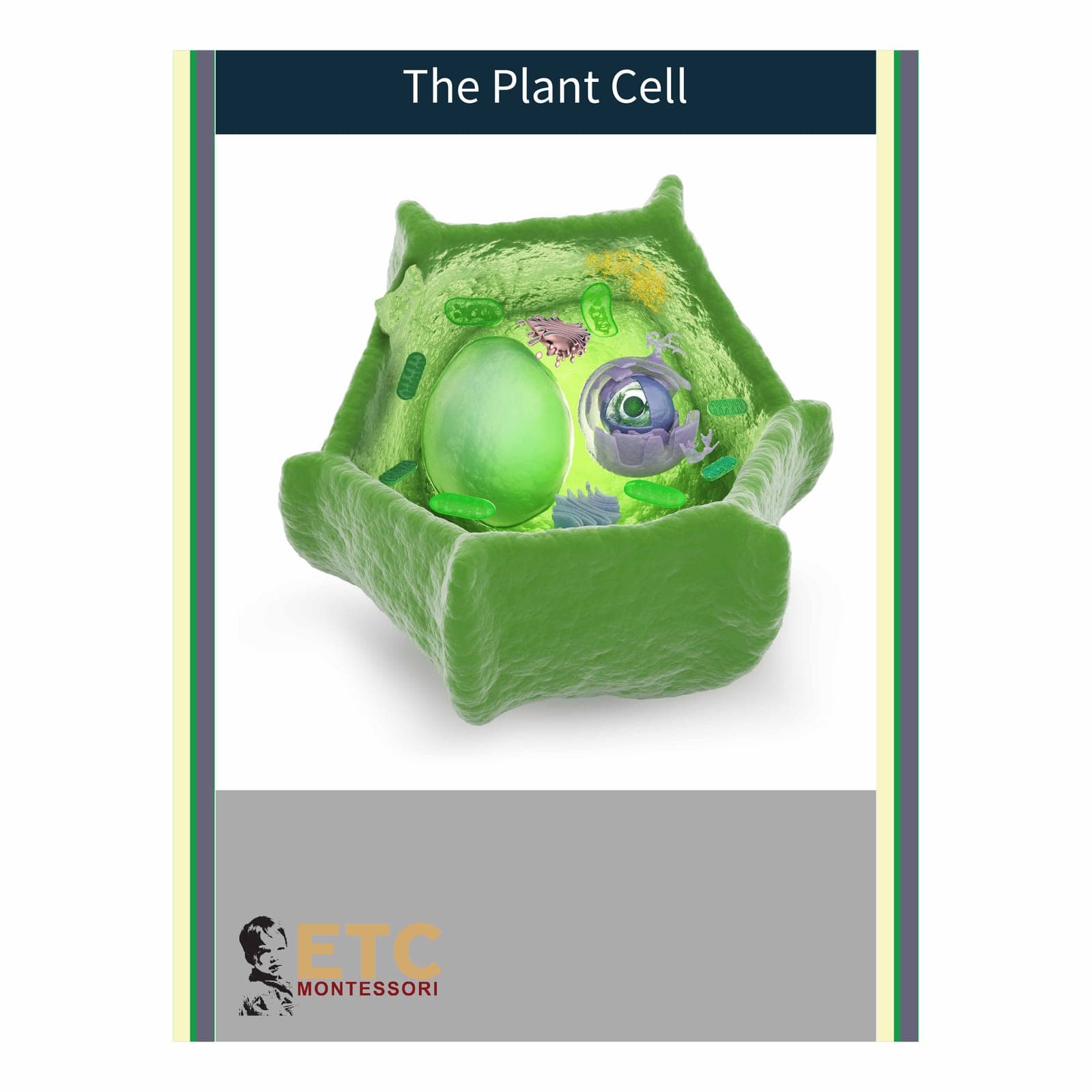 Plant Cell Model — Elementary Biology — Montessori Material | Faborino