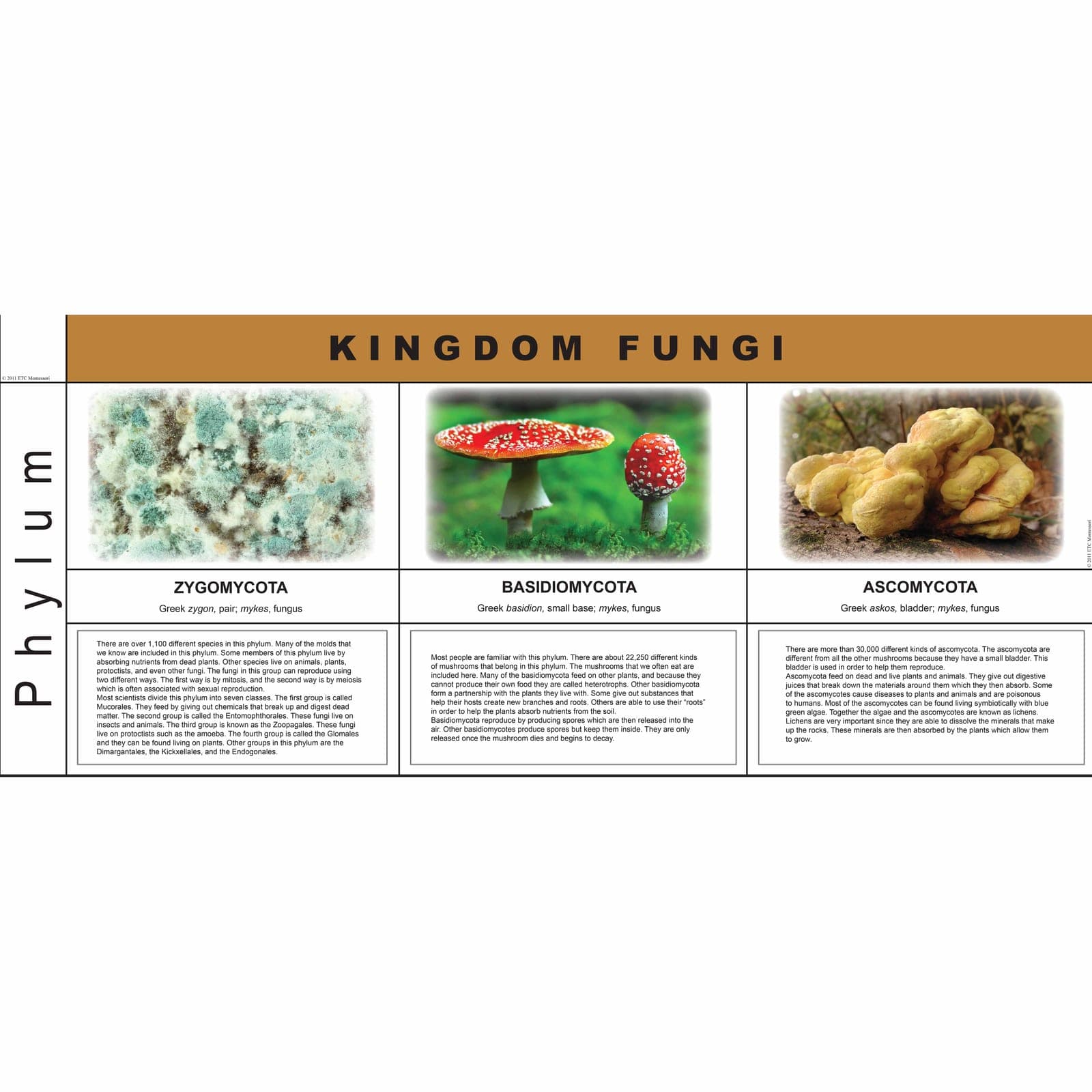 Fungi Kingdom Charts — Montessori Material | Faborino