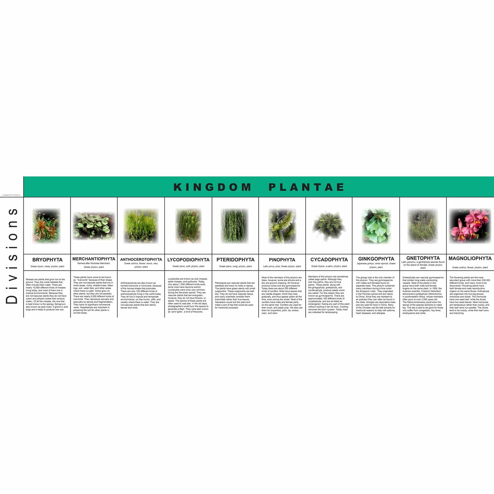 Plant Kingdom Charts — Montessori Material | Faborino