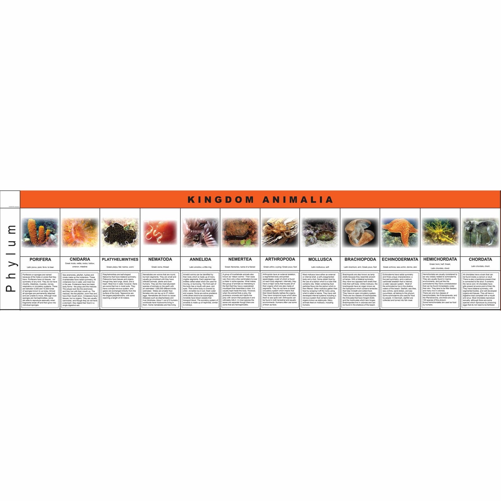 Animalia Kingdom Charts — Montessori Material | Faborino
