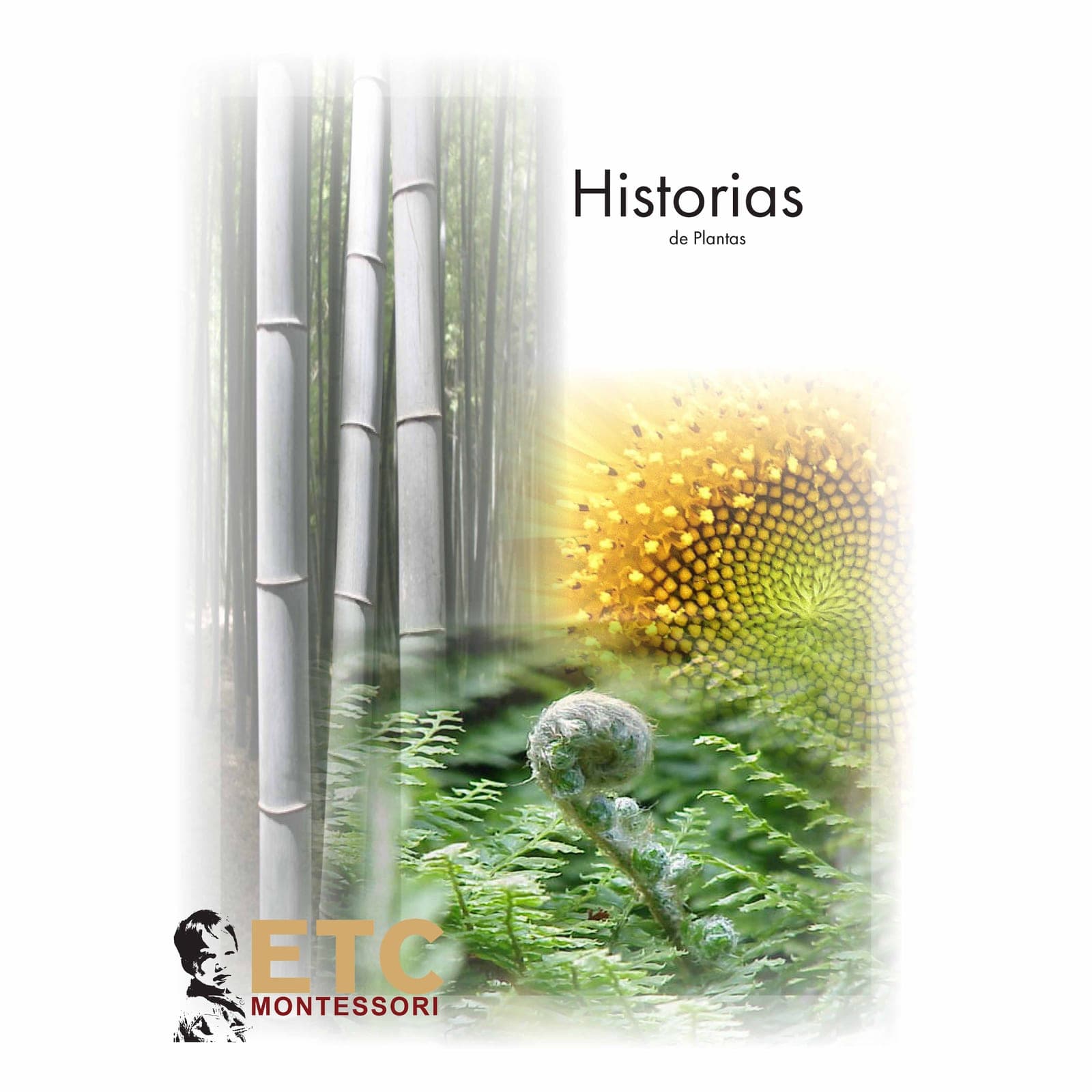 Plant Stories — Elementary Botany — Montessori Material | Faborino