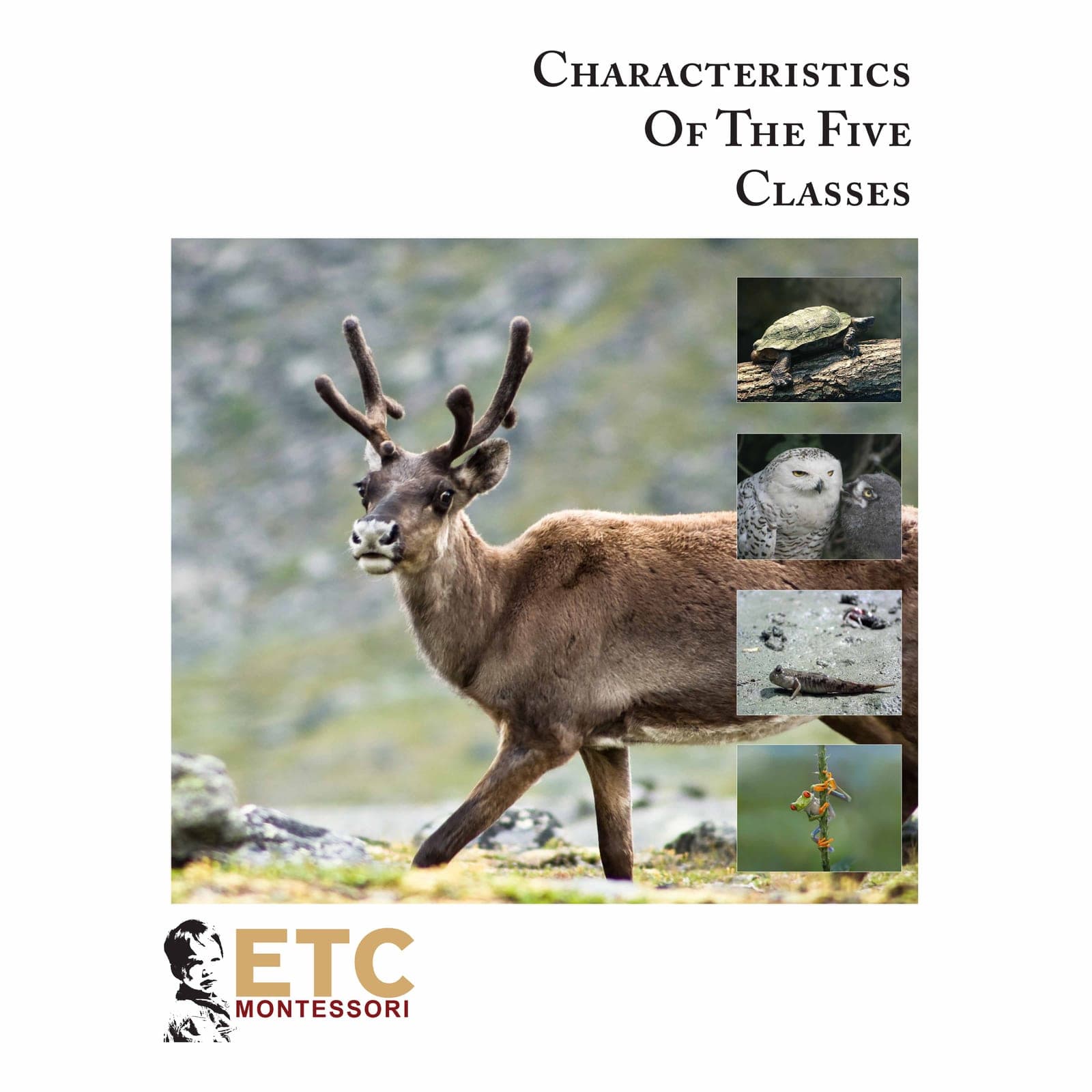 Main Characteristics Of Vertebrates — Montessori Material | Faborino