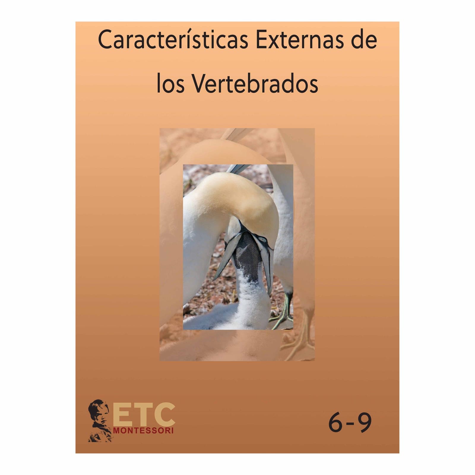 External Characteristics Of Vertebrates — Montessori Material | Faborino